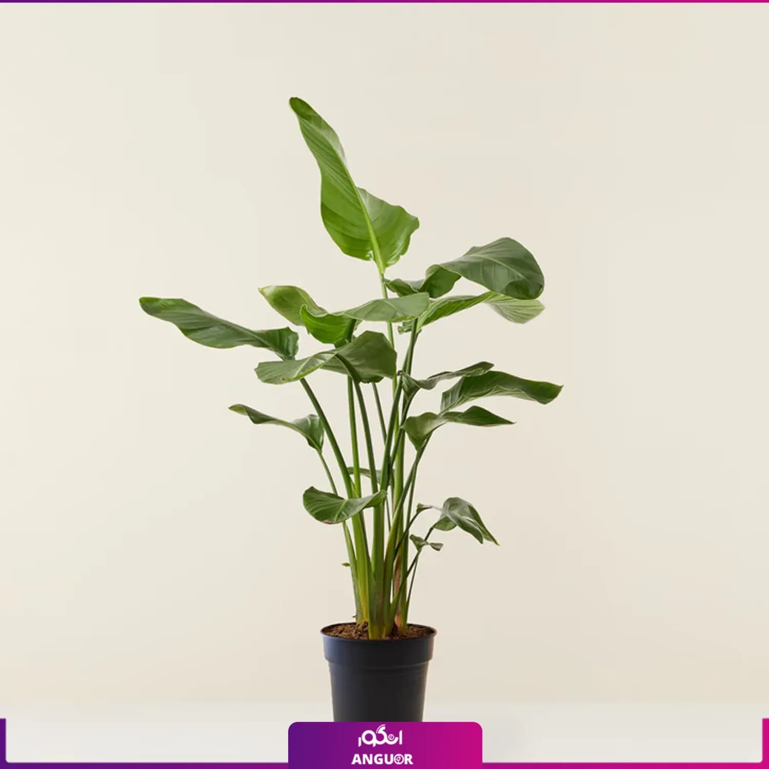 گیاه گرمسیری نخل نیکولای به همراه گلدان