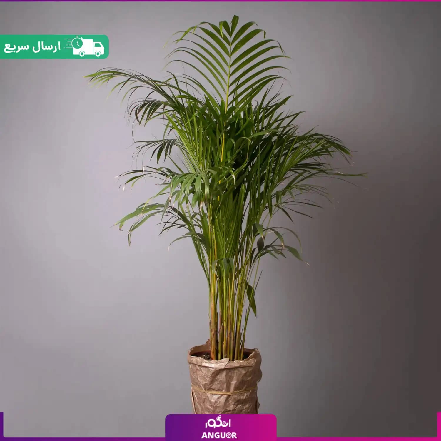 گلدان هدیه نخل اریکا — تصویر ۳