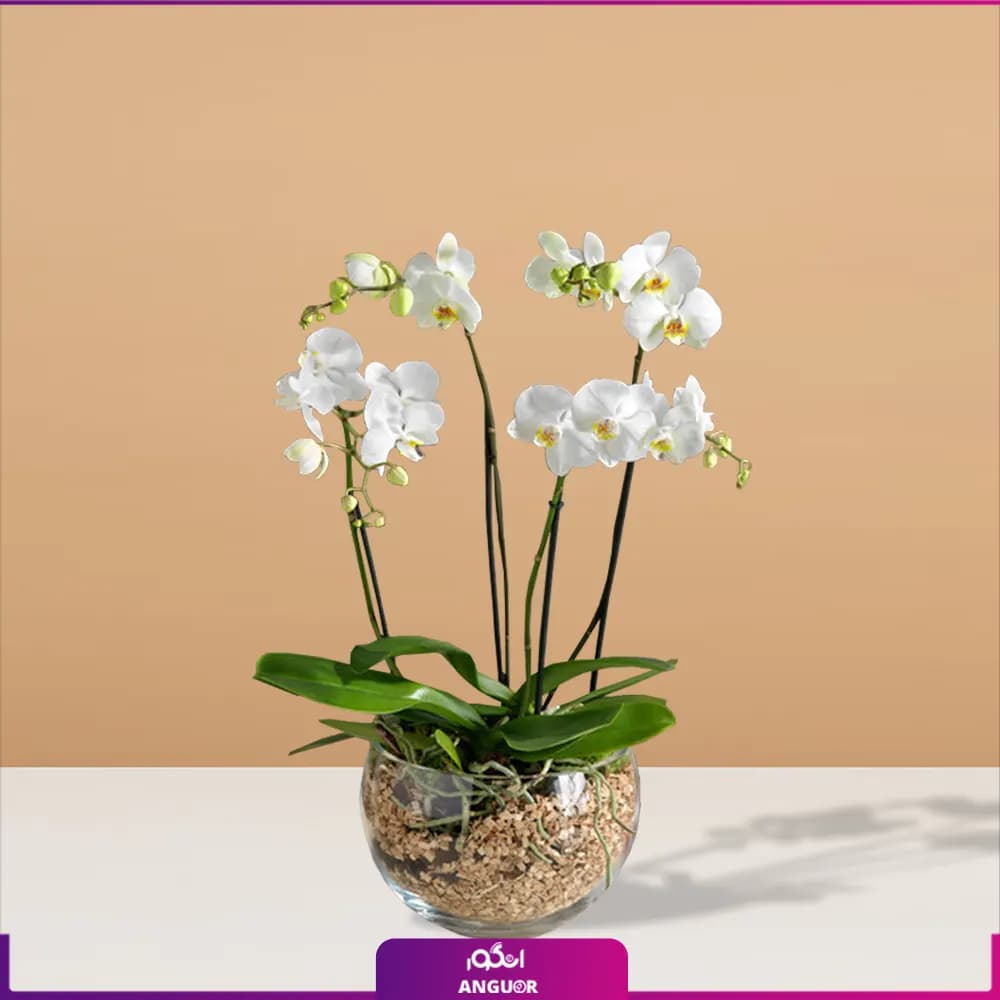 گلدان ارکیده سفید 4 شاخه پر گل