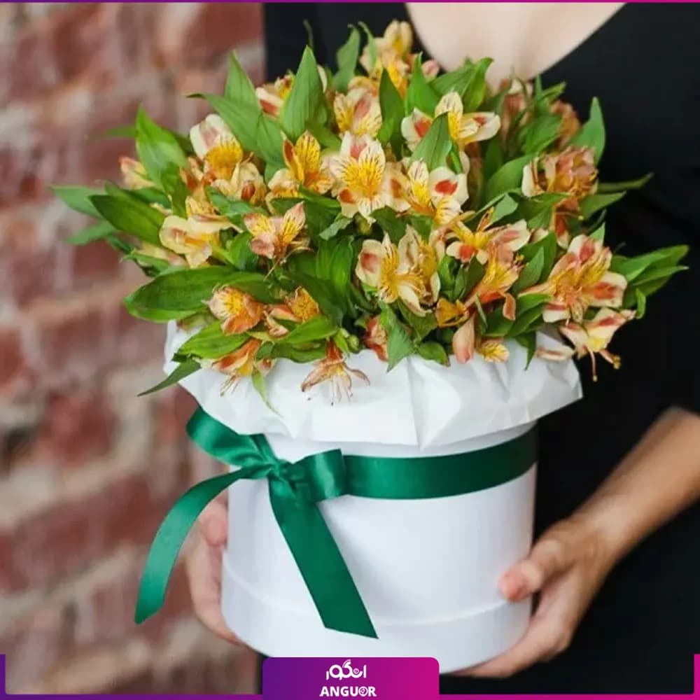 باکس گل آلسترومریا (25 شاخه)
