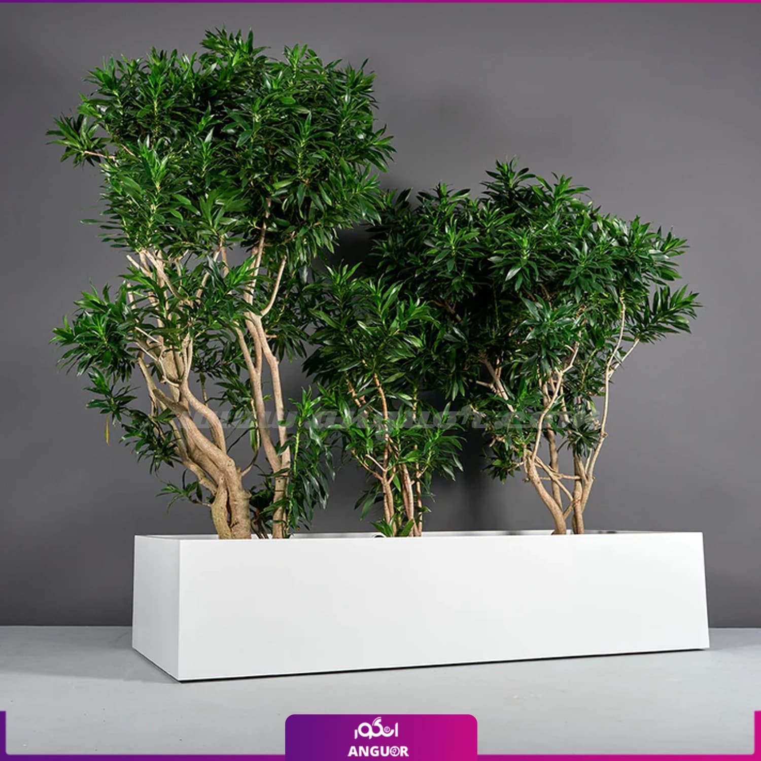 پلنتر باکس با پیله موآ ( Dracaena Reflexa Planter box)