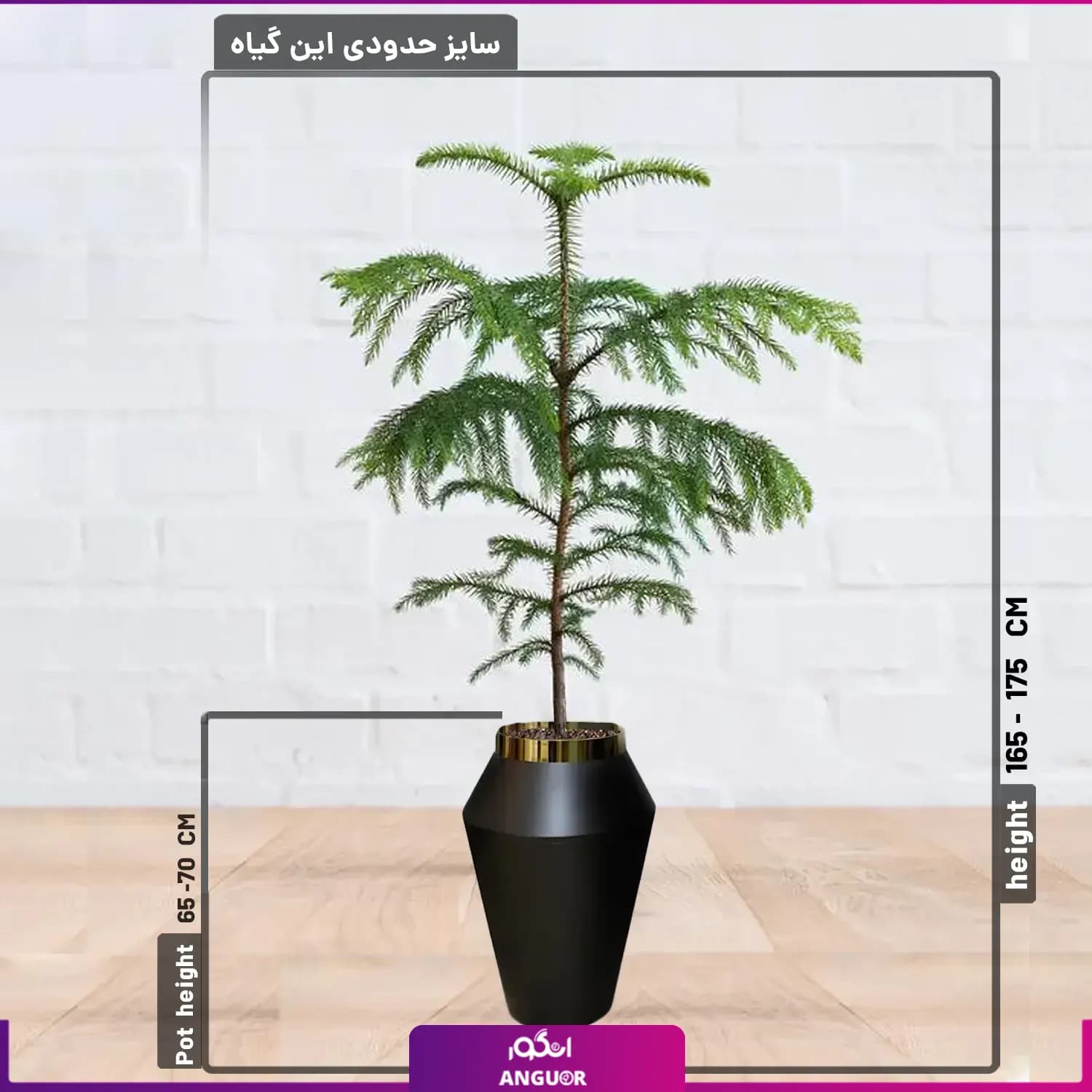 کاج مطبق با گلدان فایبرگلاس — تصویر ۵