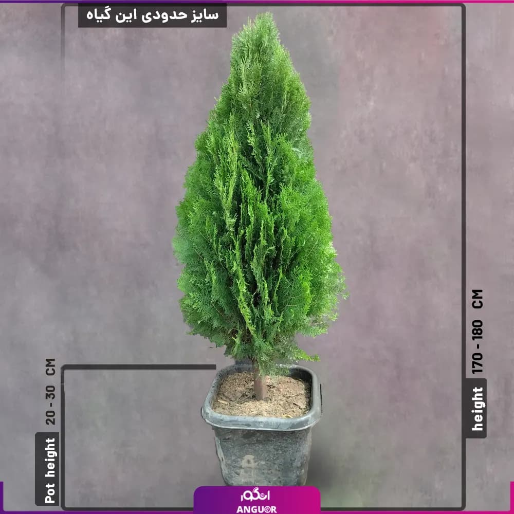 گلدان کاج کامیس پاریس (180 – 170 سانتی متر) — تصویر ۳