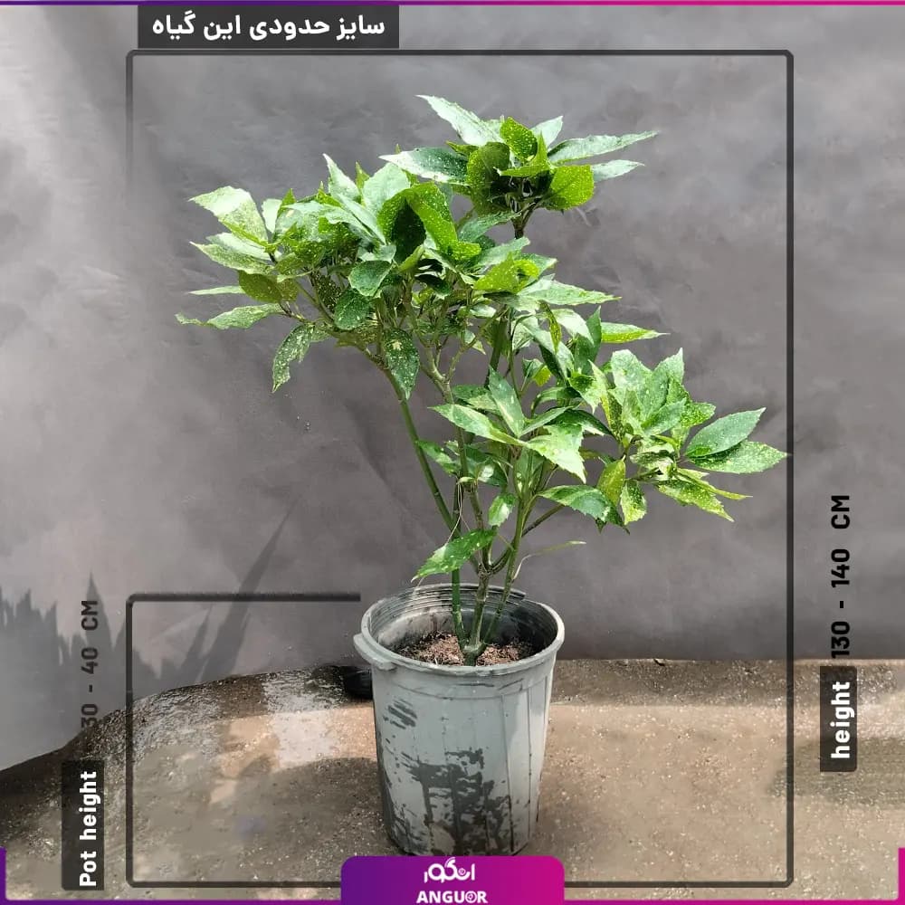 گلدان آکوبا — تصویر ۵