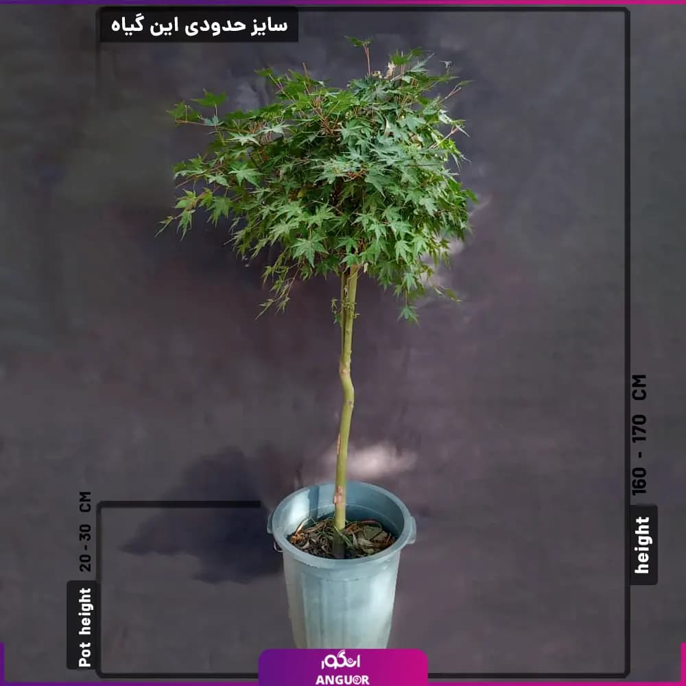 گلدان افرا سبز (170-160 سانتی متر) — تصویر ۳