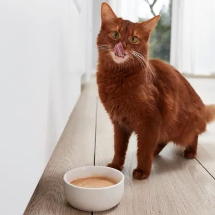 پودینگ مخصوص گربه جیم کت (GimCat) سرشار از کلسیم وزن ۱۵۰ گرم — تصویر ۵