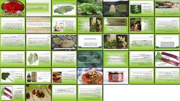 دانلود پروژه بررسی نقش ریواس گیاه‌شناسی پراکنش نیاز اکولوژیکی و زراعت
