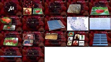 دانلود پروژه بررسی گیاهشناسی ارزش غذایی مناطق کشت برداشت انبارداری و فرآوردههای انار
