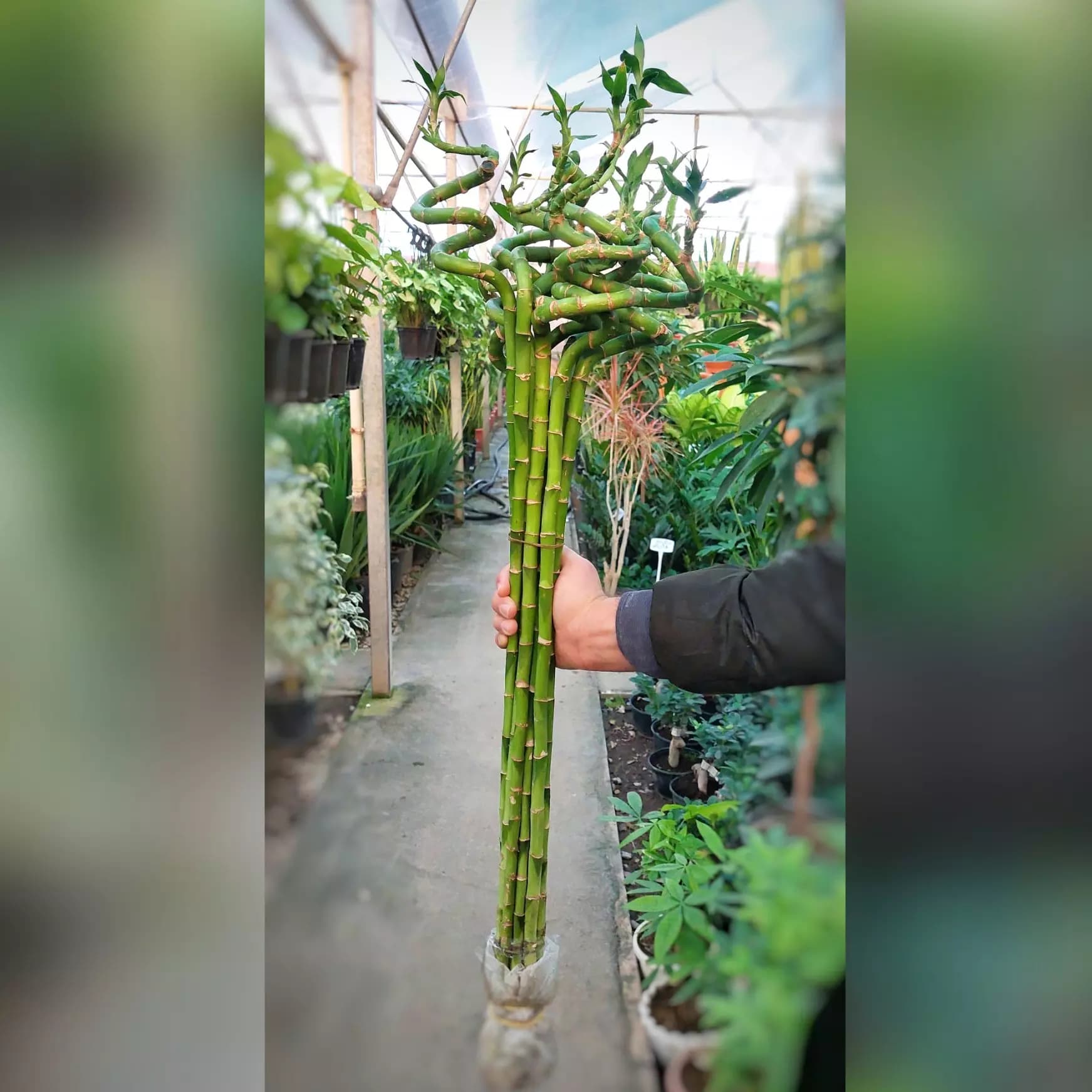 بامبو پیچ تایلندی با ارتفاع حدود ۹۰ سانتی متر قیمت تک شاخه