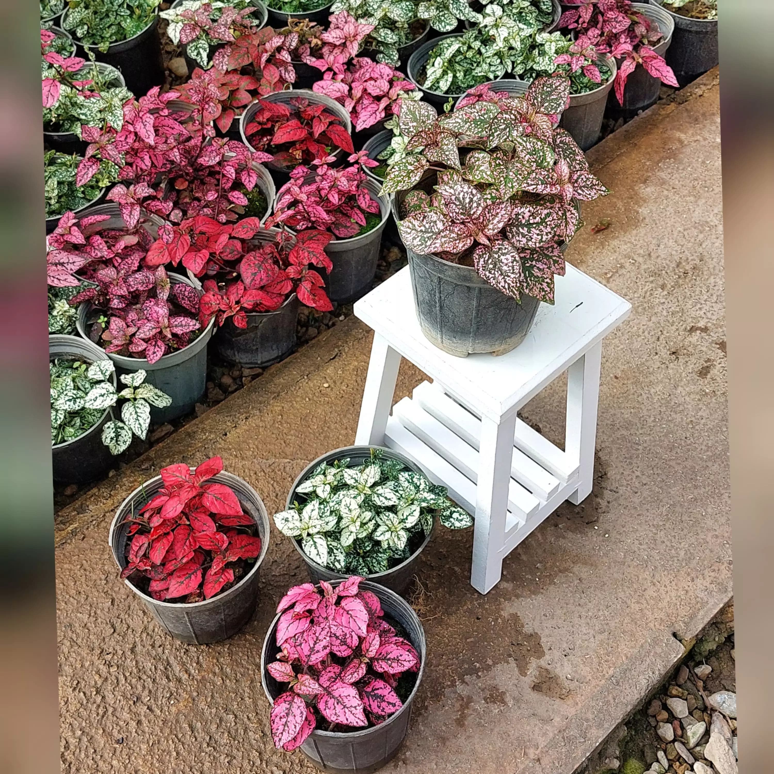 گیاه گل سنگ در رنگ های قرمز صورتی و سفید — تصویر ۲