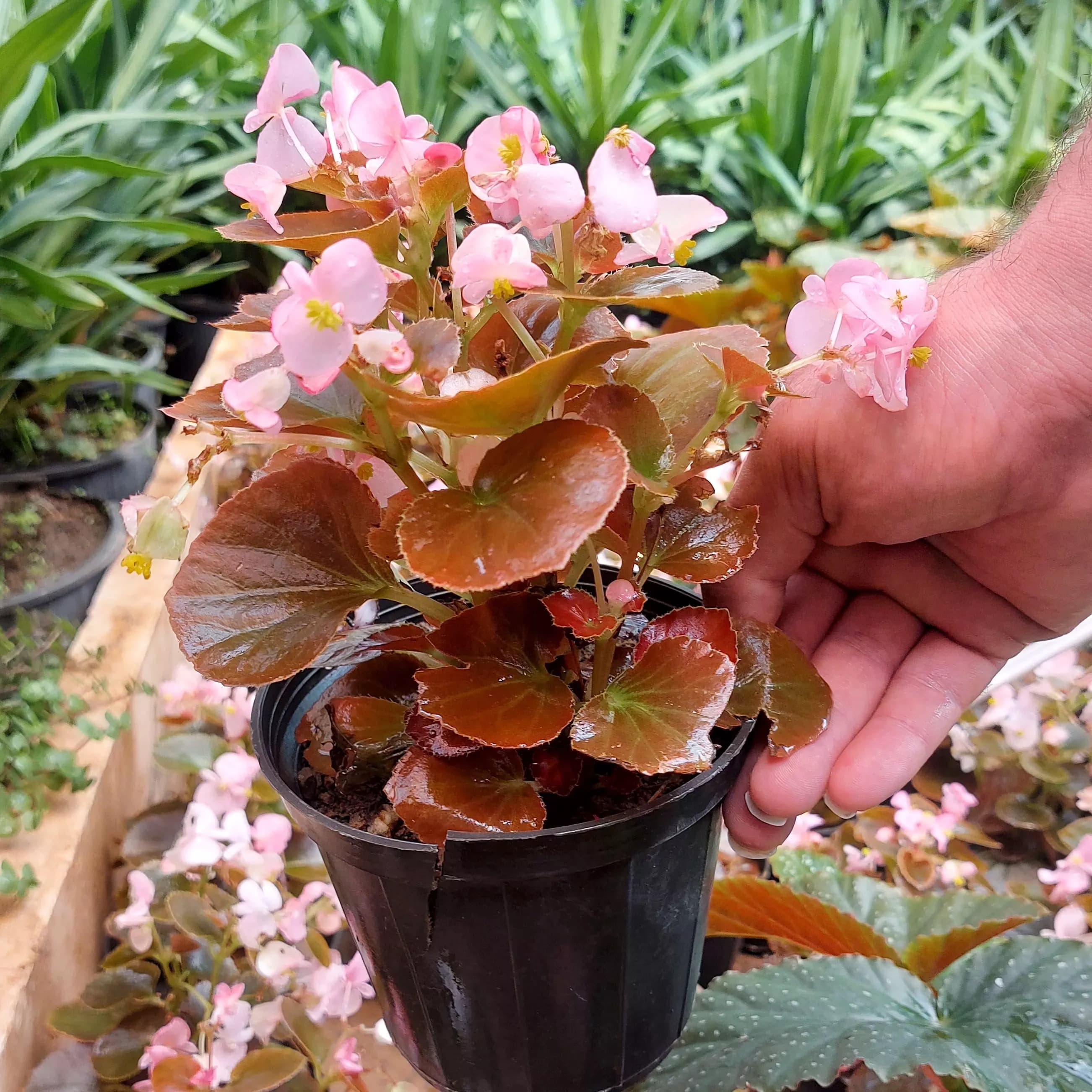 بگونیا گوگو گیاه آپارتمانی زیبا و گلدار