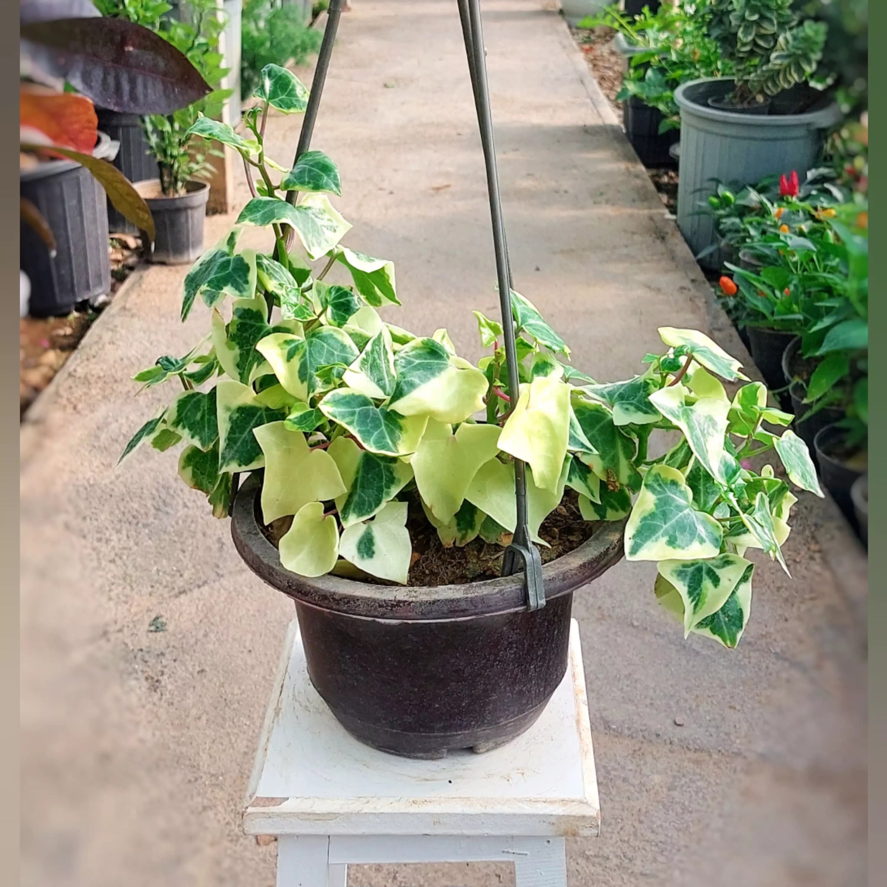 گیاه پاپیتال ستاره ای آویز مناسب برای تراس و باکن