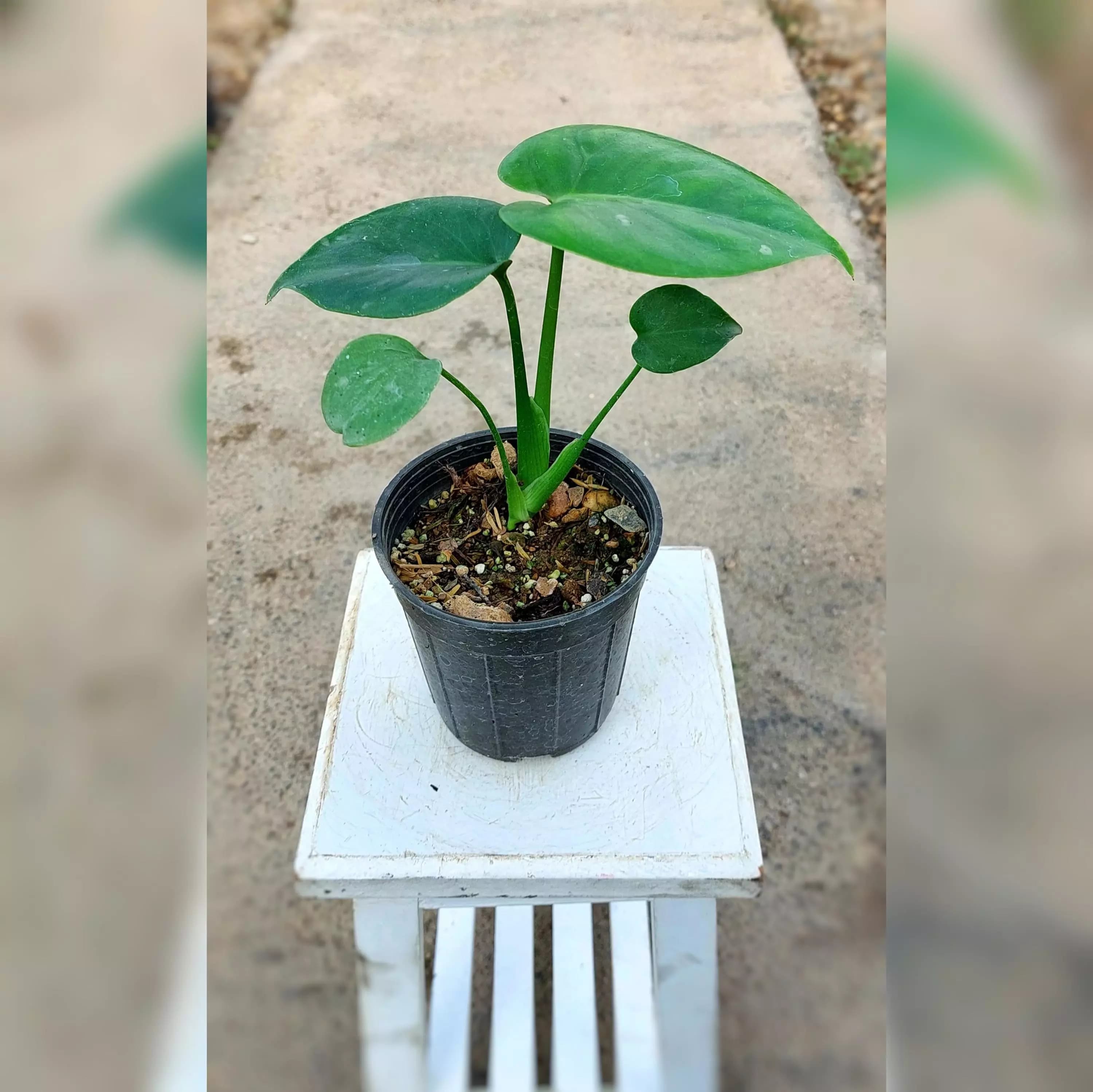 مونسترا برگ انجیری برگ پهن خاص سایز نشایی — تصویر ۲