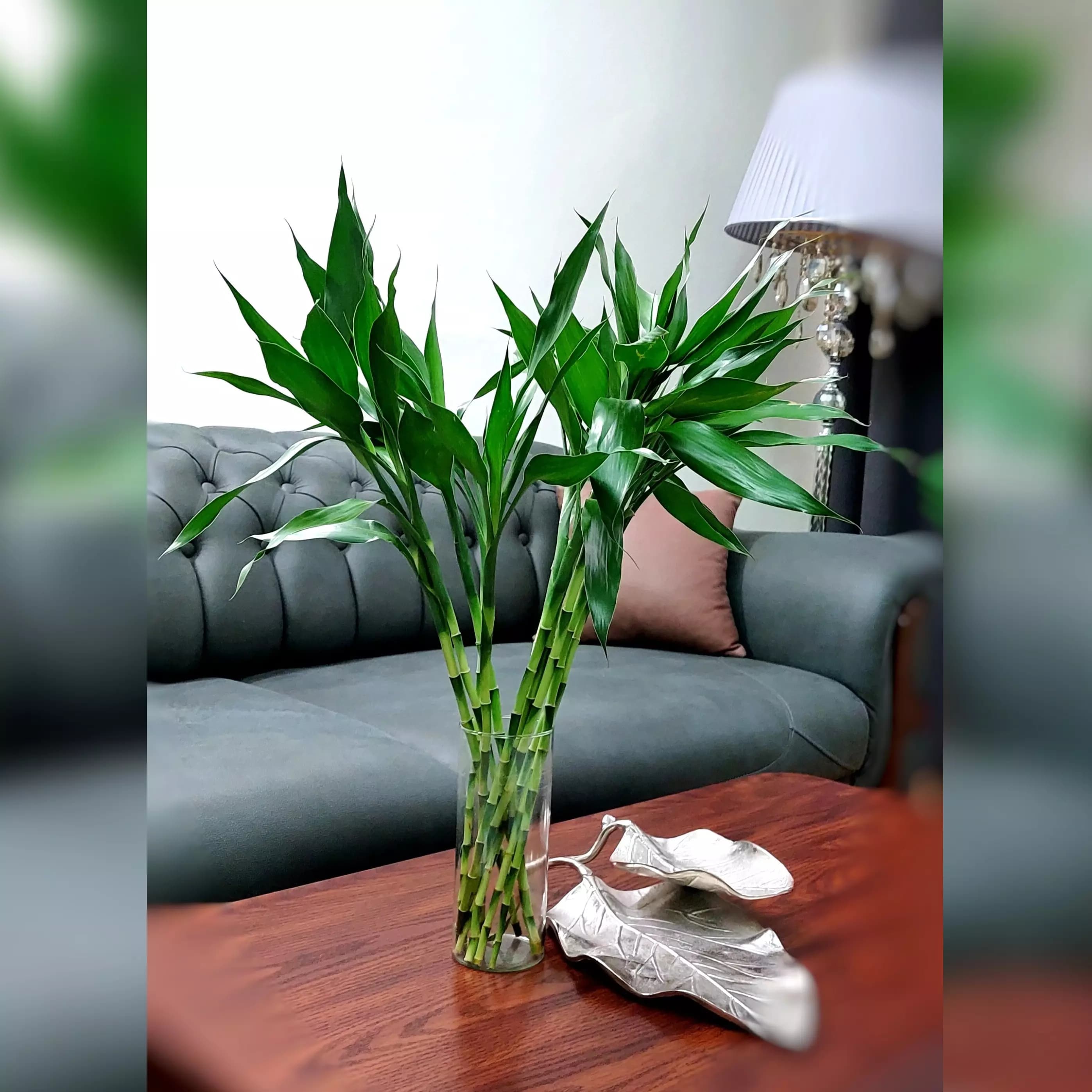 بامبو رو میزی با کیفیت 5 عددی — تصویر ۲