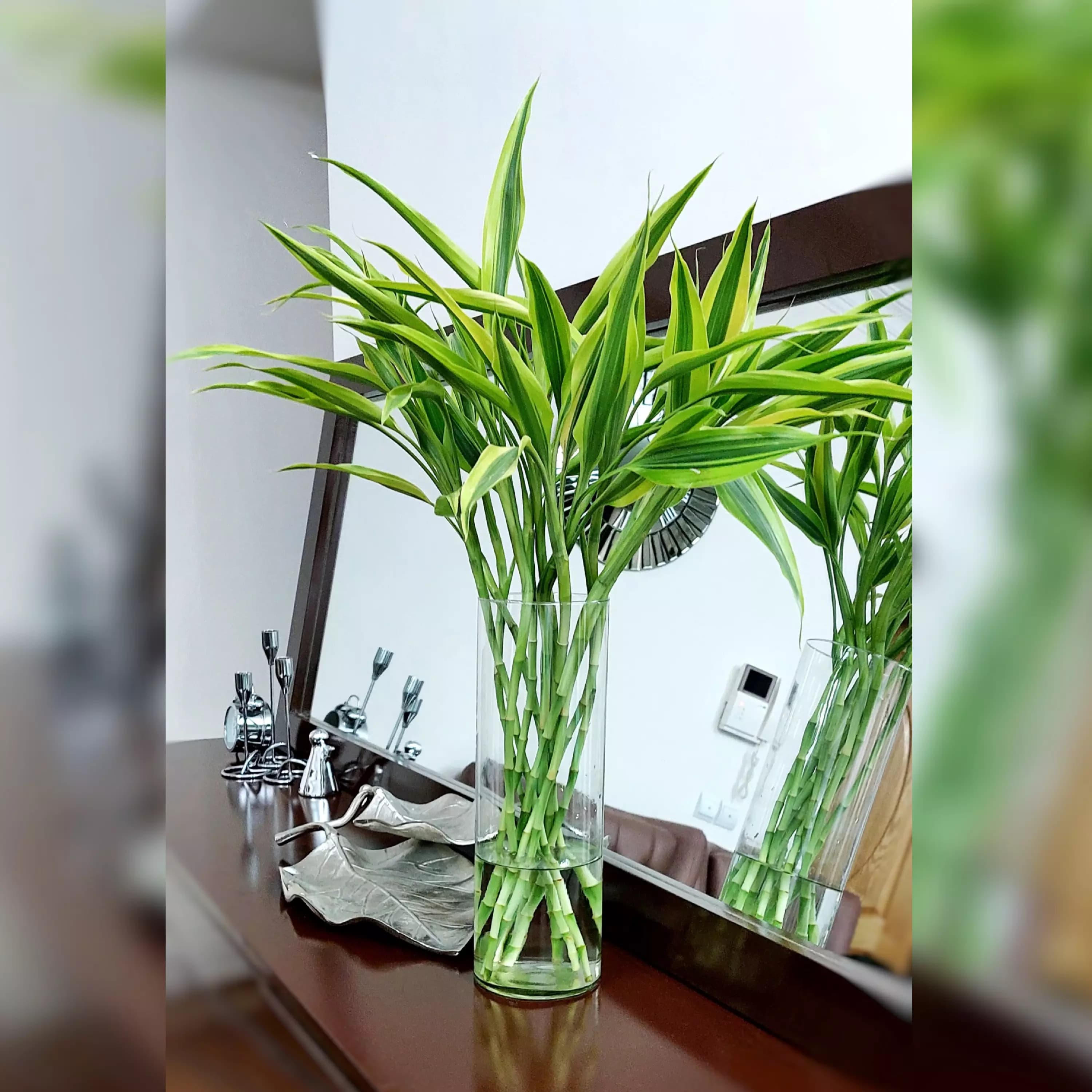 بامبو رومیزی ابلق بسیار زیبا پک 3 عددی — تصویر ۲