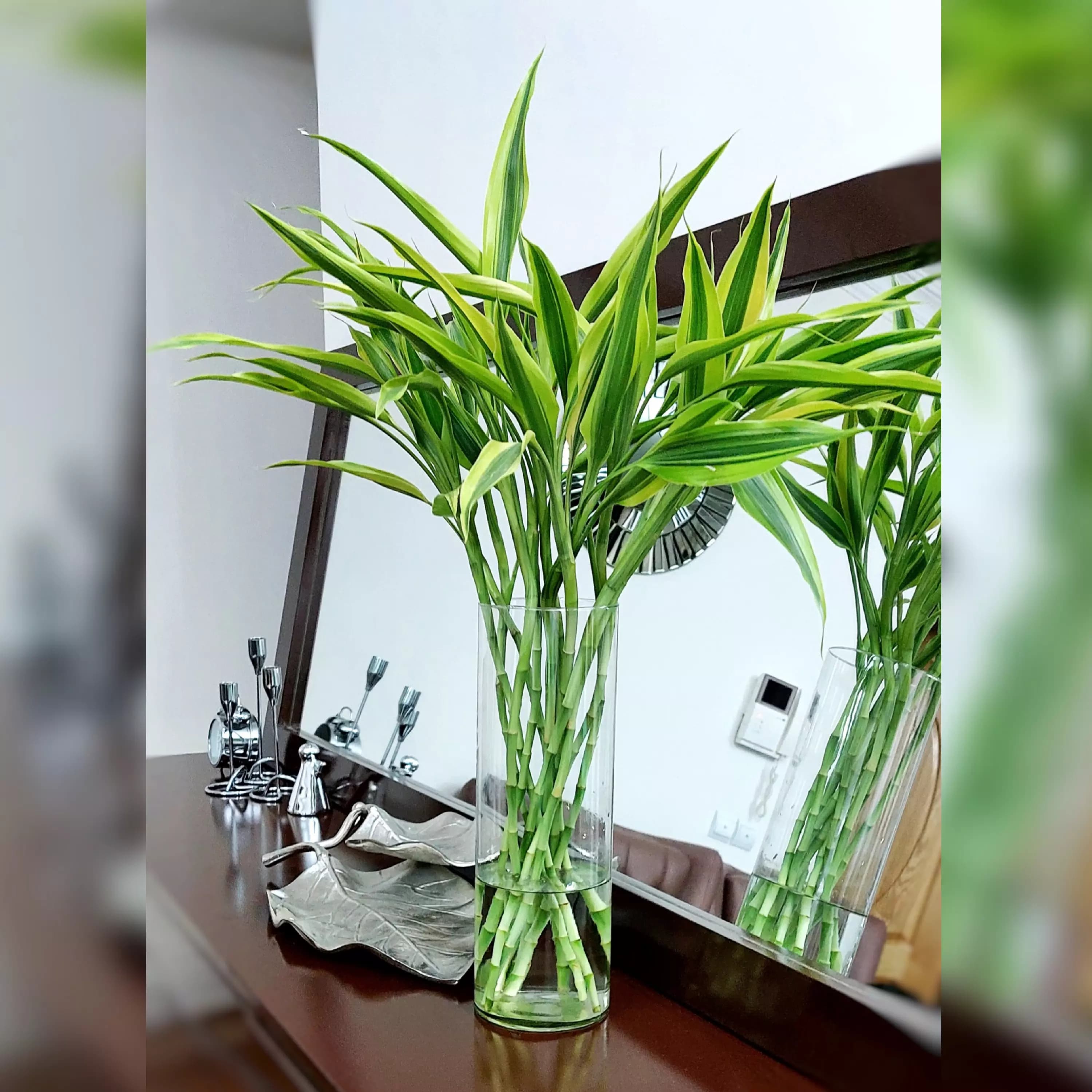 بامبو ابلق خاص و زیبا دسته 7 عددی — تصویر ۲
