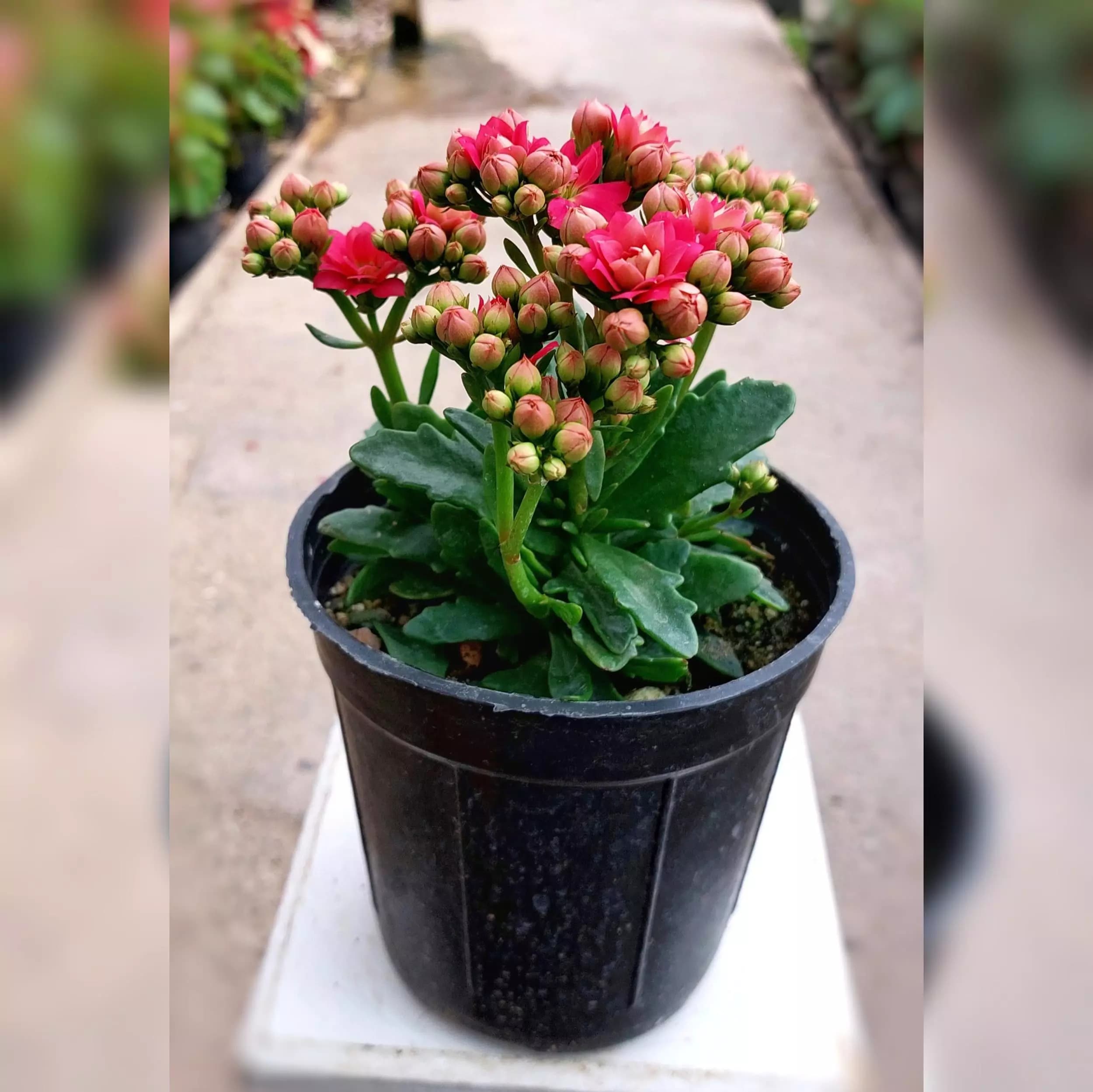 گل کالانکوئه ساکولنت زیبا مناسب برای هدیه دادن — تصویر ۲