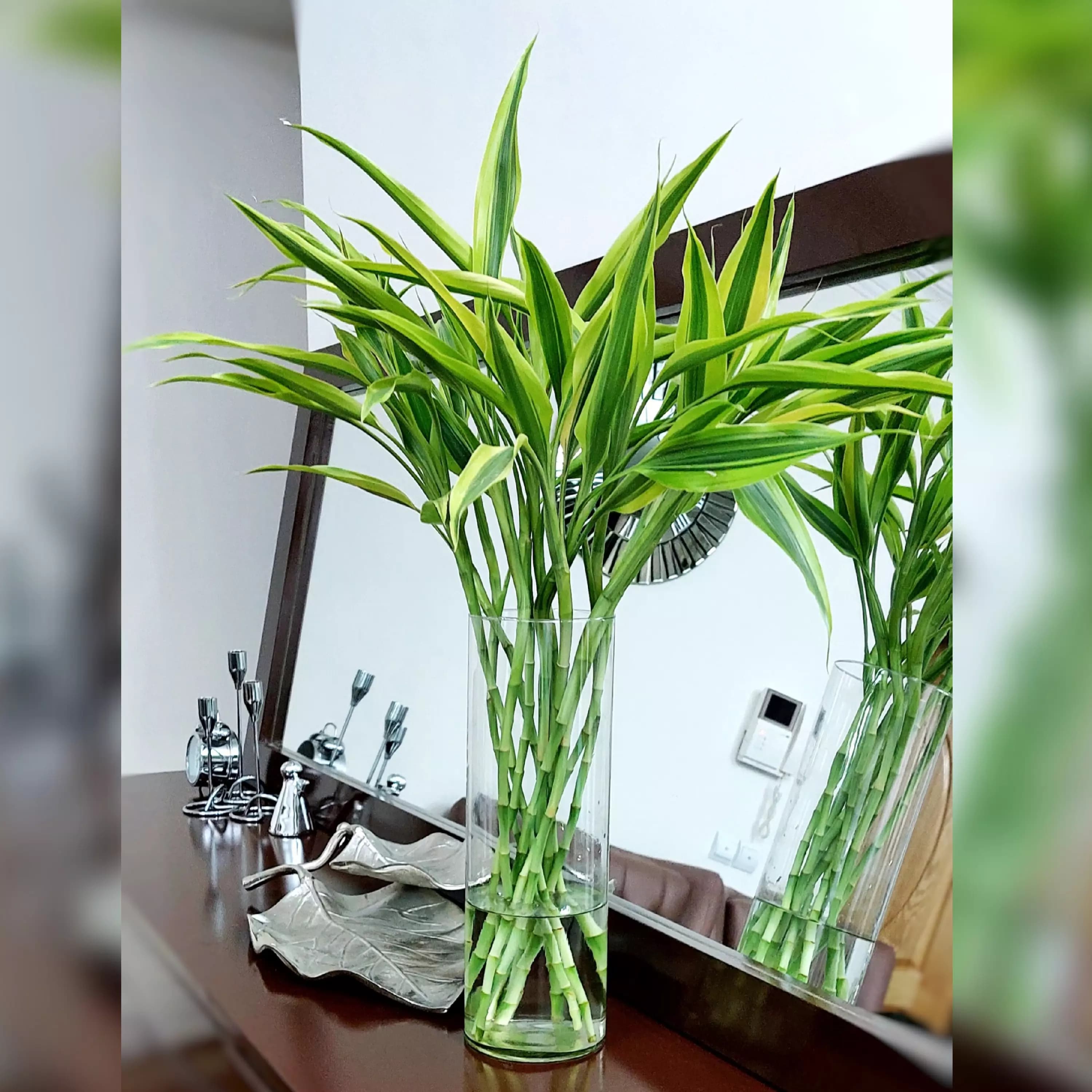 بامبو ابلق خاص و زیبا دسته 3 عددی — تصویر ۲