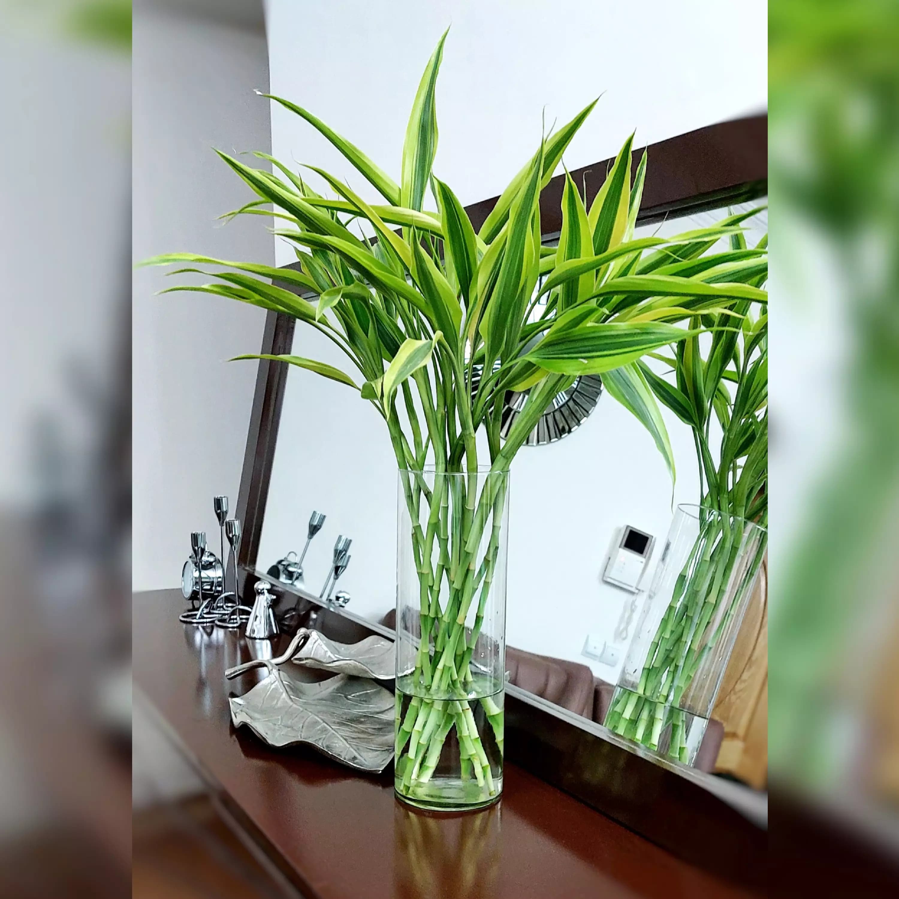 بامبو ابلق خاص و زیبا دسته 12عددی — تصویر ۲