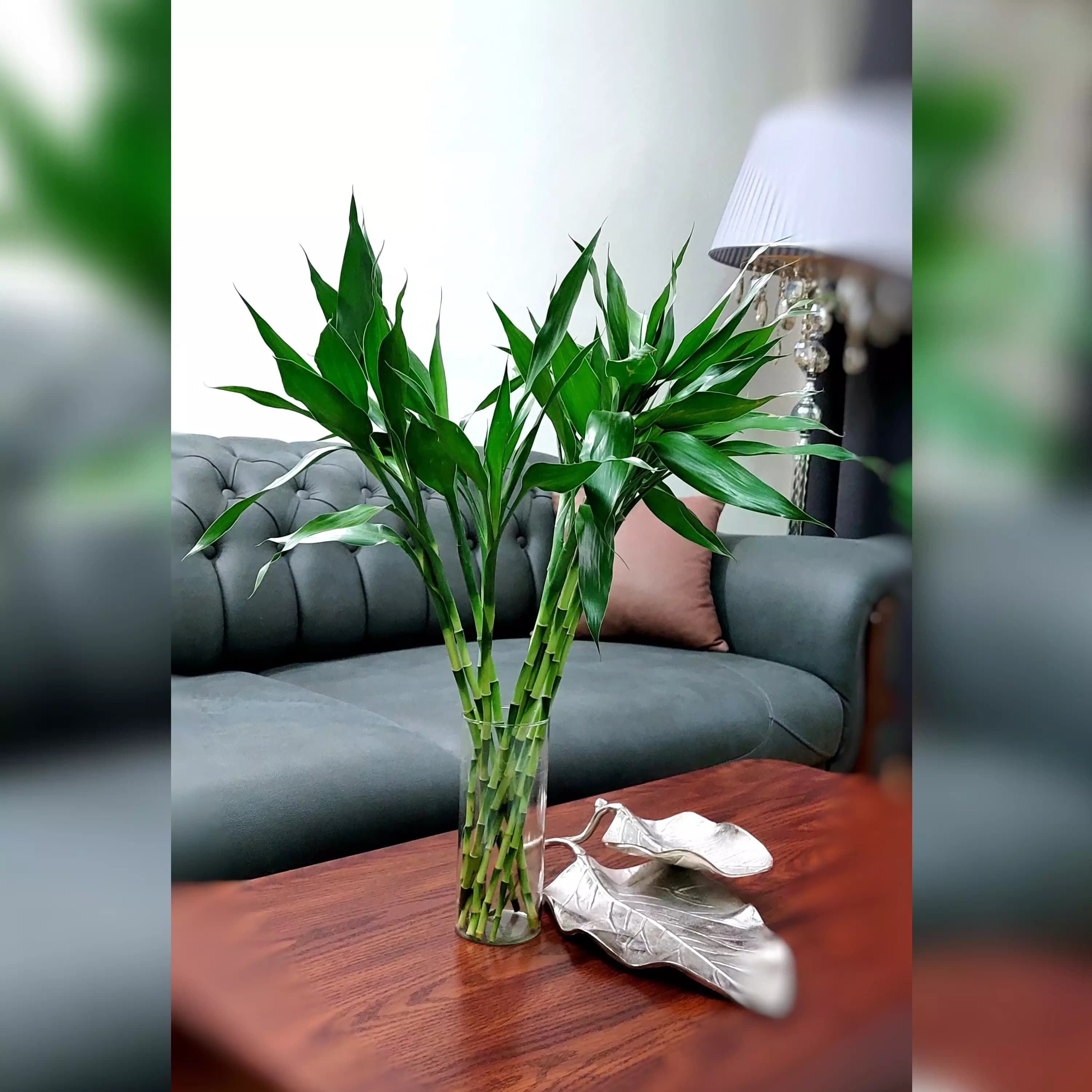 بامبو رو میزی بسیار زیبا قیمت تک شاخه — تصویر ۲