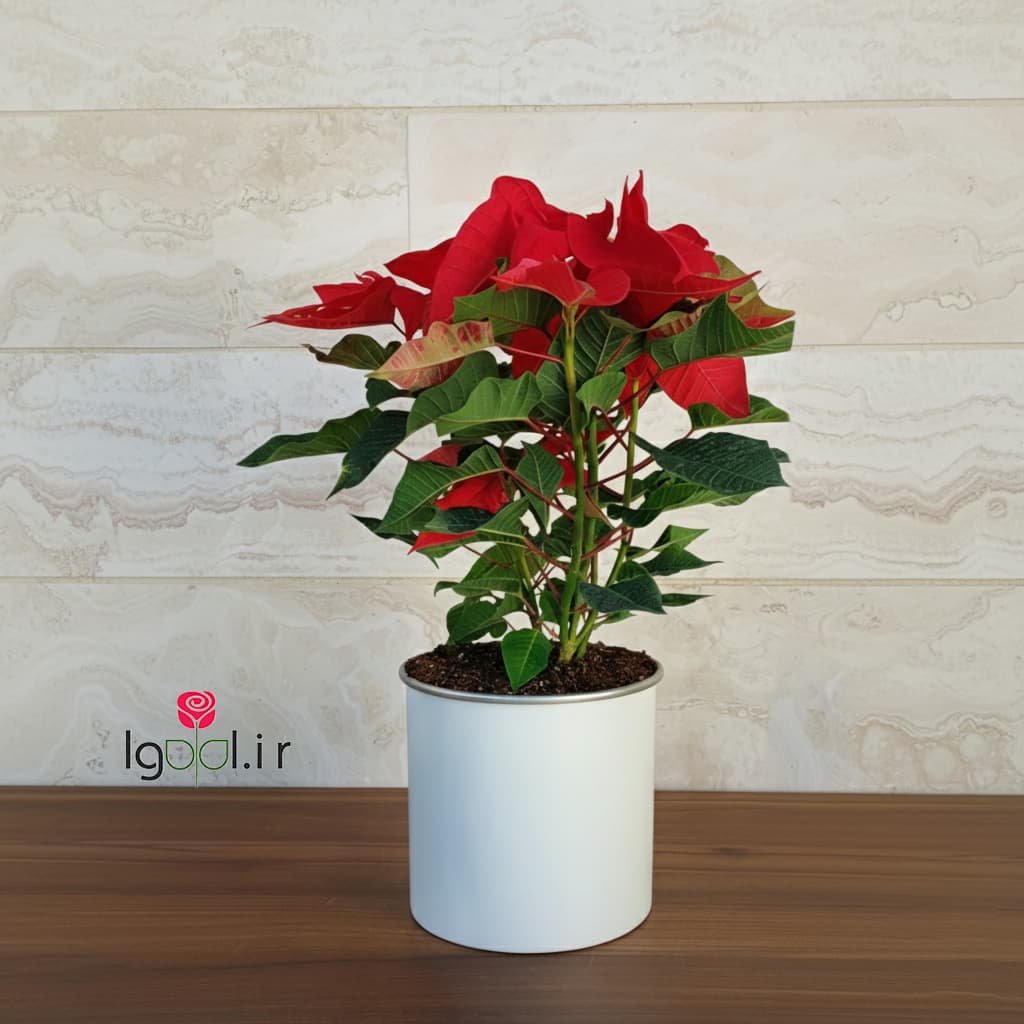 گیاه بنت قنسول هدیه شب یلدا