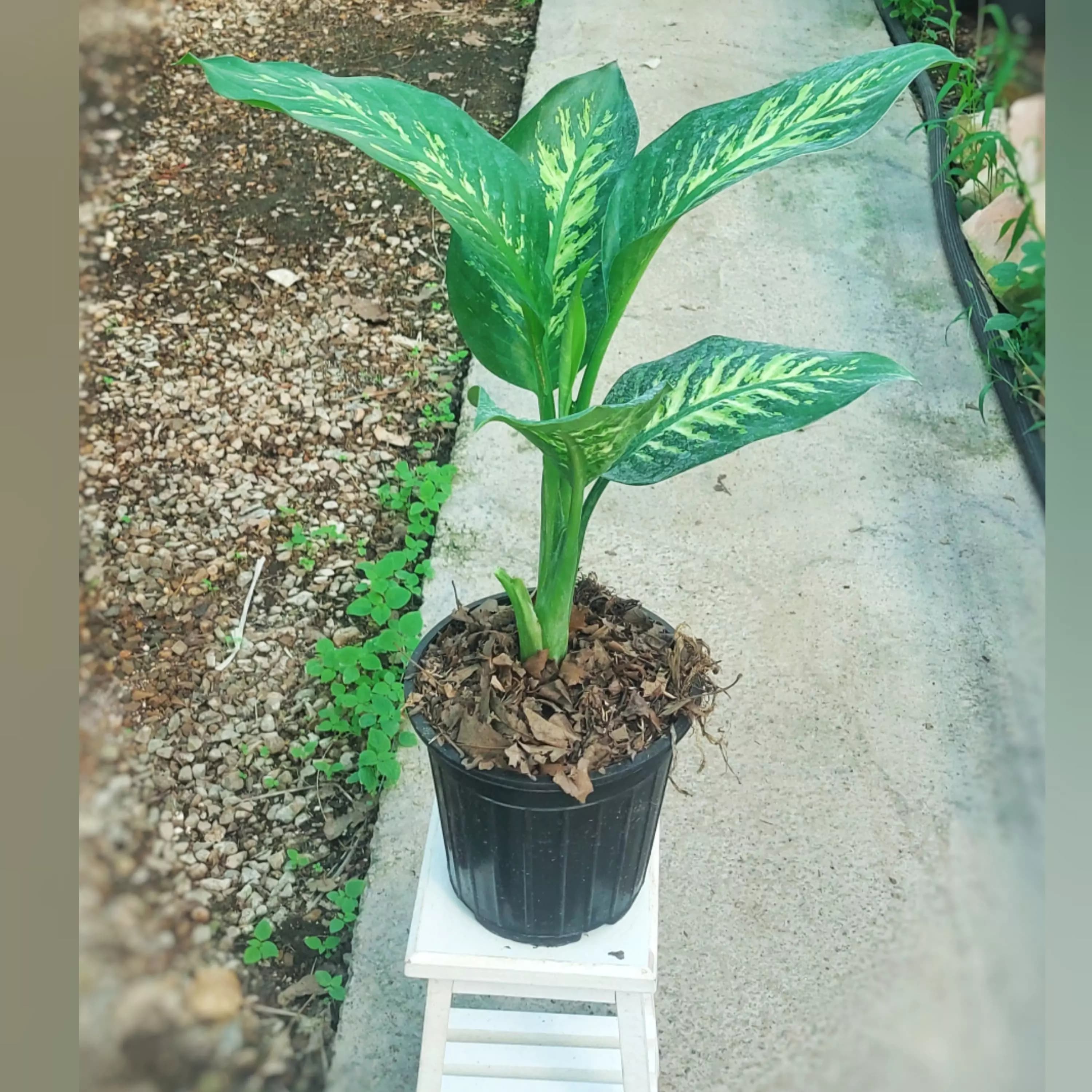 دیفن باخیا سطل 4 — تصویر ۲