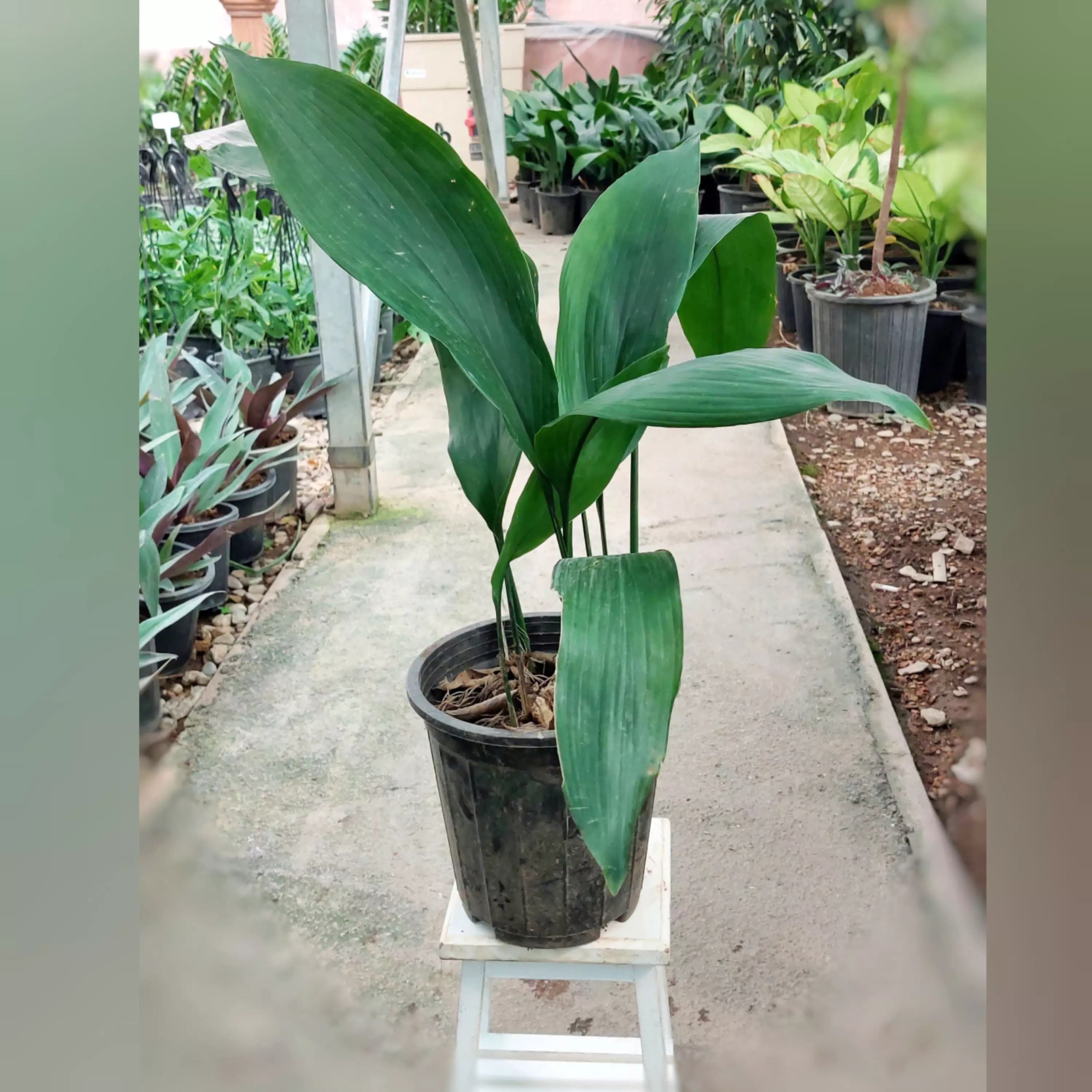 گیاه برگ عبایی با ارتفاع حدود 45 سانتی متر — تصویر ۲