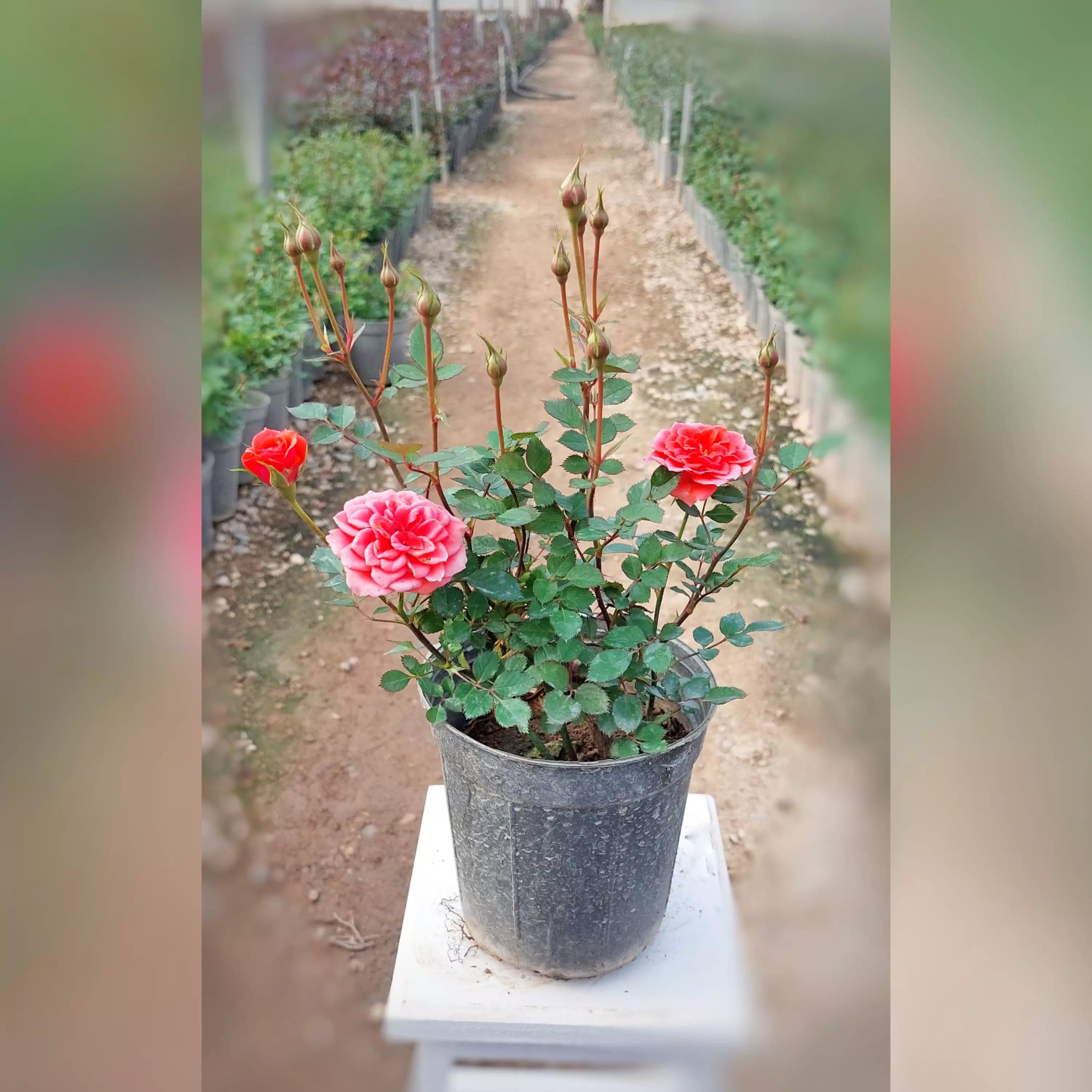 گل رز ساناز هلندی گلبهی با ارتفاع 25-30 سانتی متر