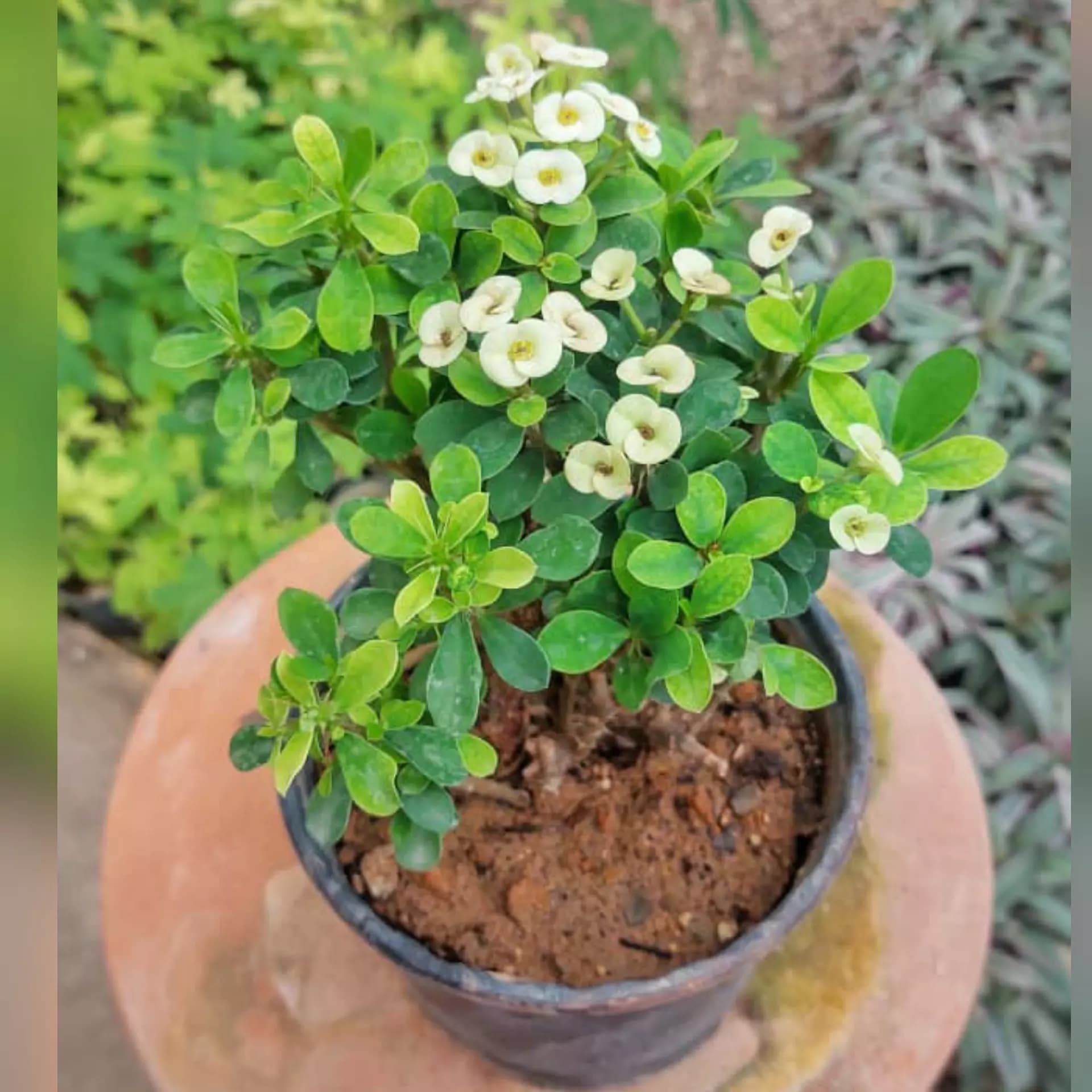 گیاه مرجان سفید — تصویر ۲