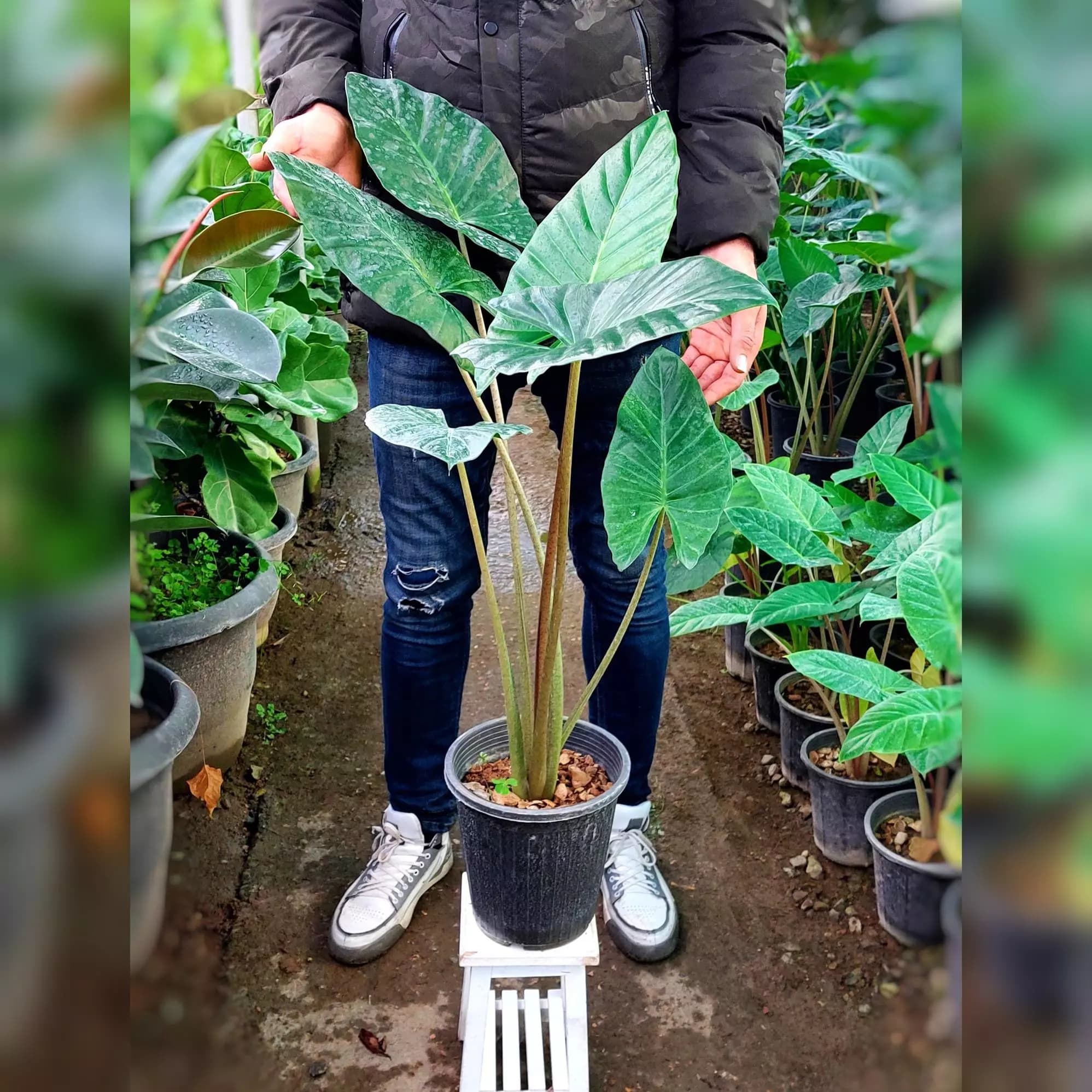 بابا آدم تنه قرمز آلوکازیا گیاه آپارتمانی با ارتفاع حدود 80 سانتی متر — تصویر ۲