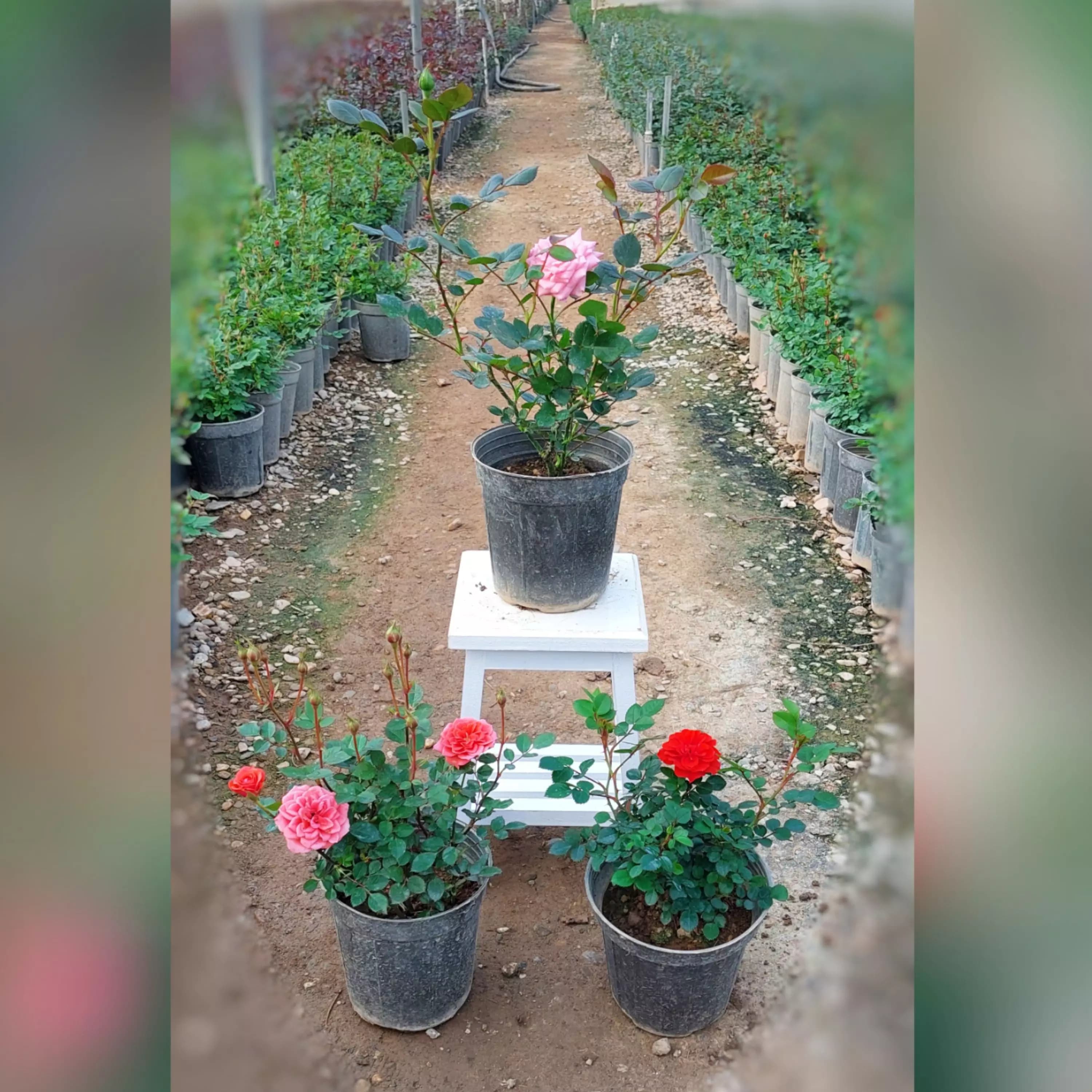 پک 3 عددی گل رز ساناز هلندی در رنگهای مختلف — تصویر ۲