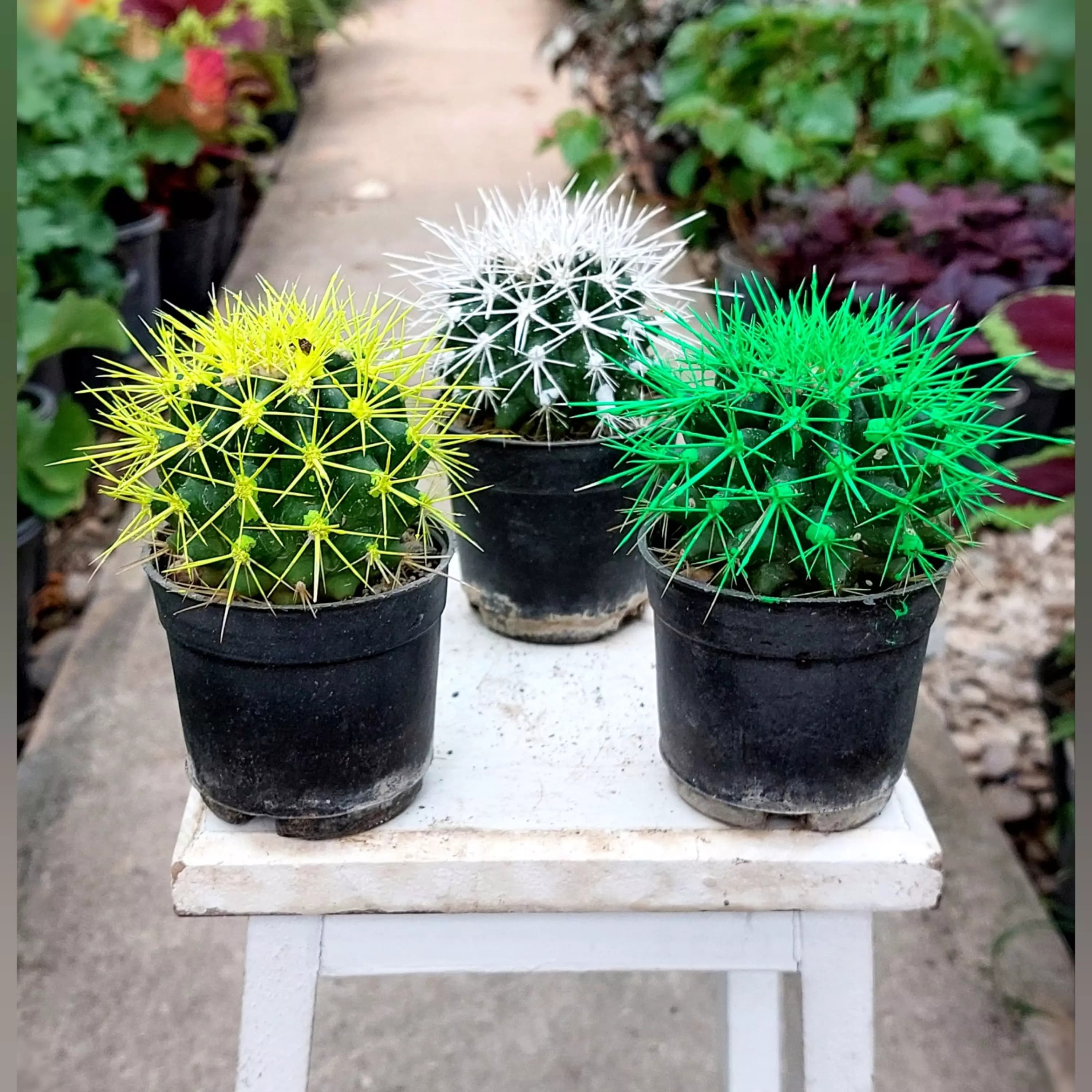 پک3عددی کاکتوس اچینو رنگی — تصویر ۲