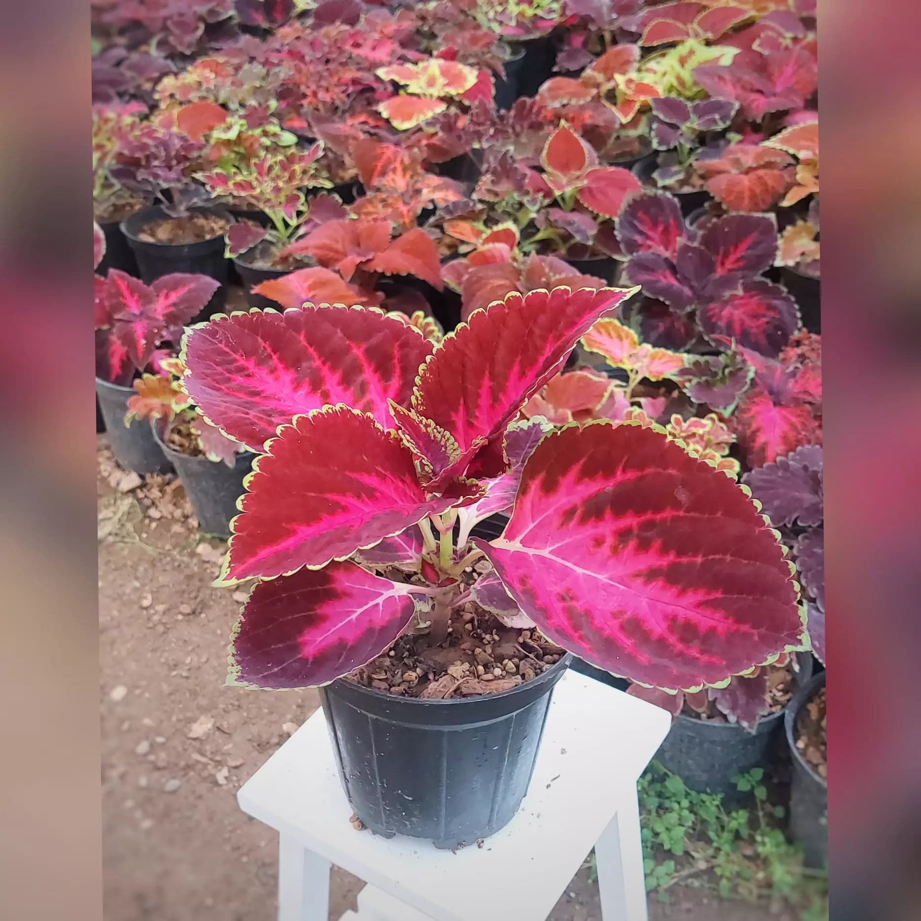 حسن یوسف برگ پهن صورتی