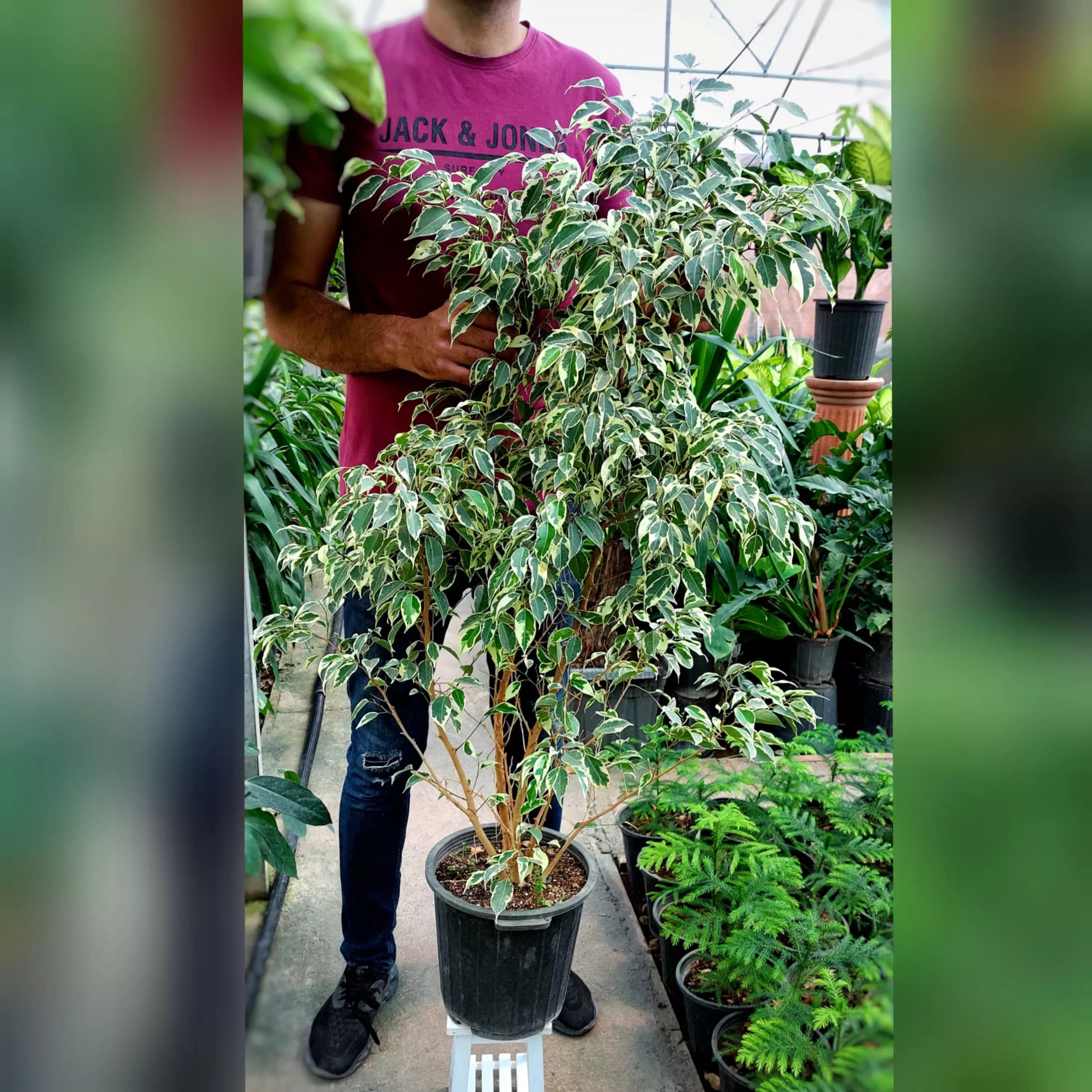 گیاه فیکوس بنجامین ابلق سایز بزرگ بسیار پر و زیبا — تصویر ۲
