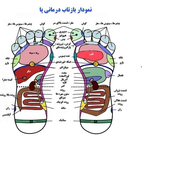 ماساژور پا دنومد کنترل دار — تصویر ۳