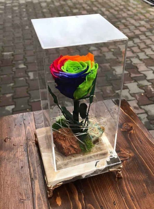 رز جاودان برند آمور