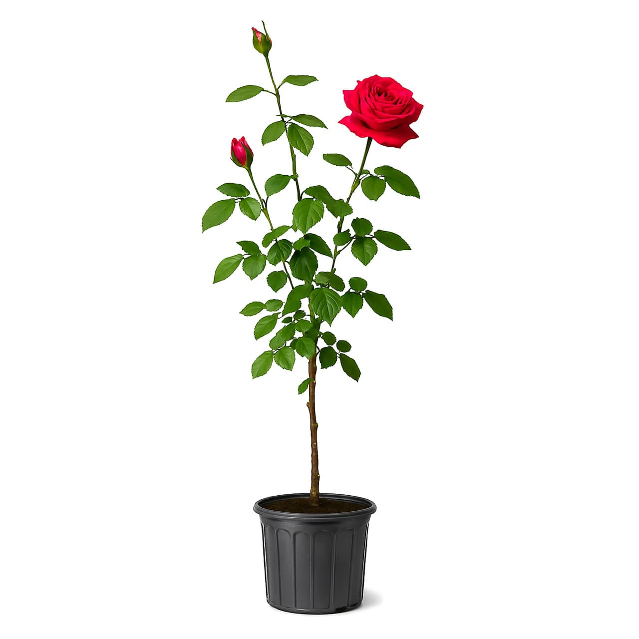 نهال رز هلندی