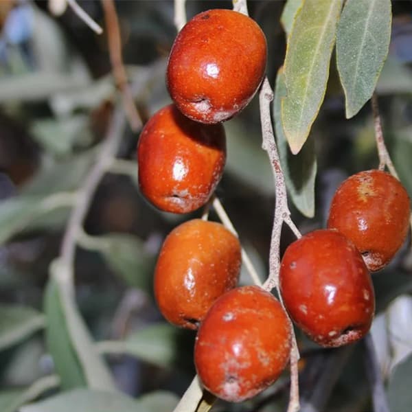 نهال سنجد — تصویر ۱۰