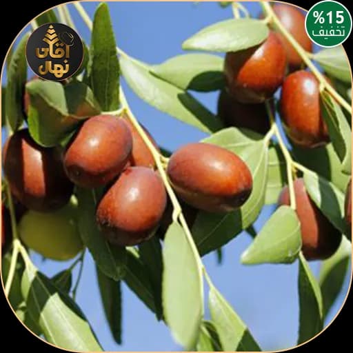 نهال عناب — تصویر ۷