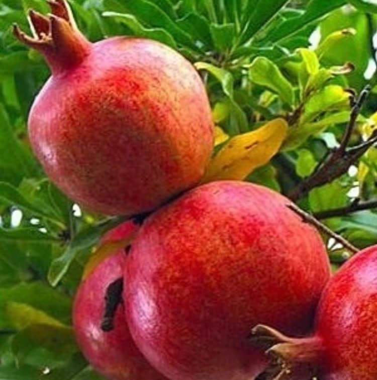 نهال انار واندرفول — تصویر ۶