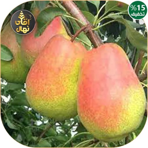 نهال گلابی درگزی — تصویر ۸