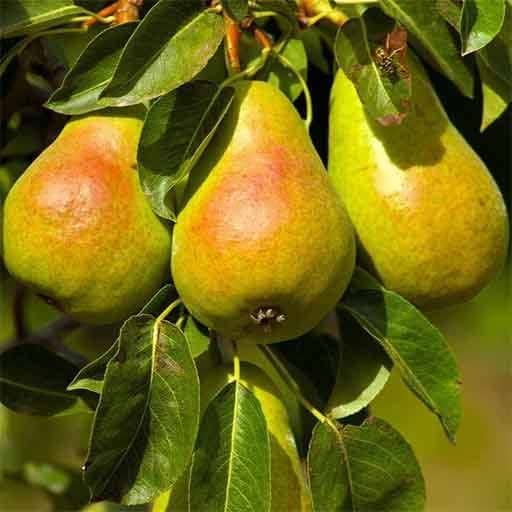 نهال گلابی درگزی — تصویر ۶