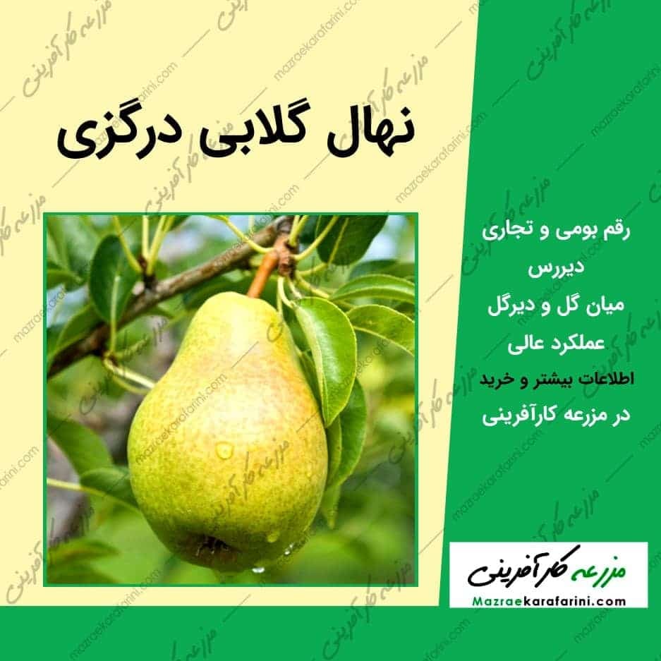 نهال گلابی درگزی — تصویر ۷