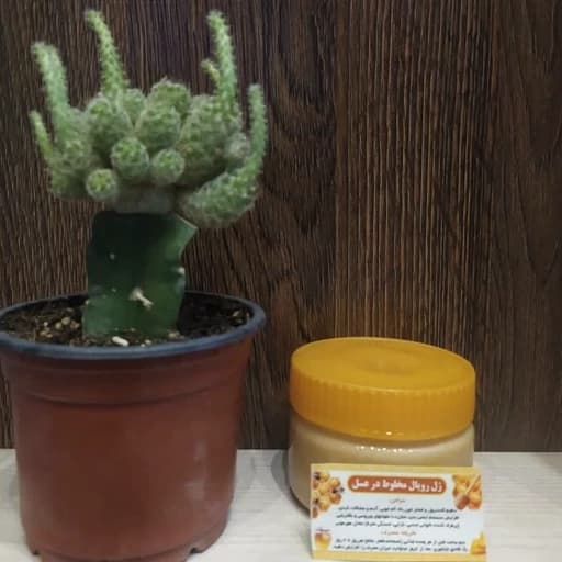 معجون ویژه ی غرفه ی اکسیر (3) (ژل رویال مخلوط در عسل چند گیاه )سفارش تعداد،تخفیف هم داره