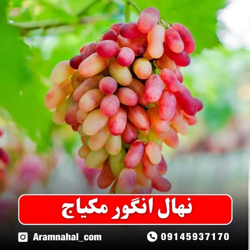 نهال انگور مانیکور فینگر ژاپنی