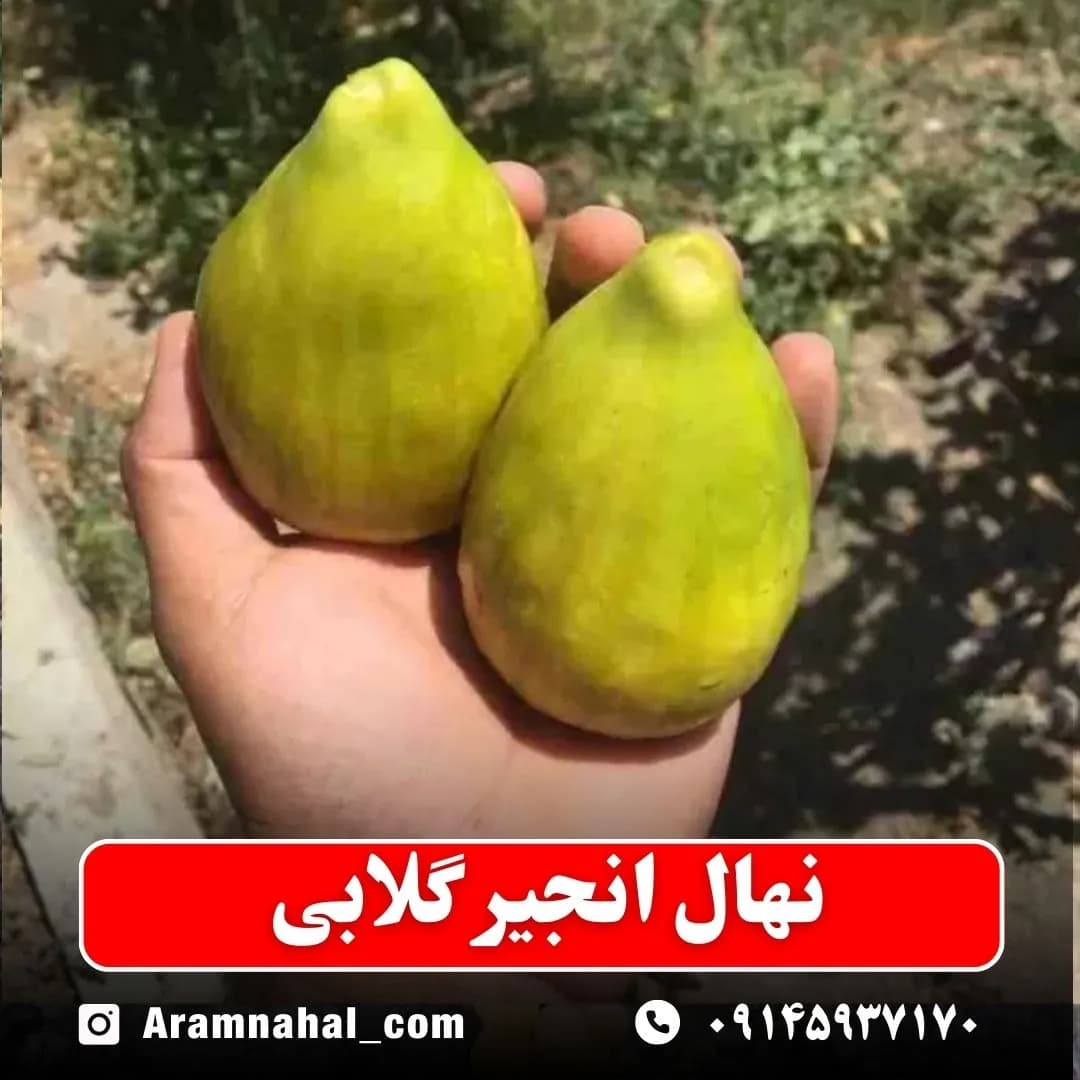 نهال انجیر گلابی زرد — تصویر ۲