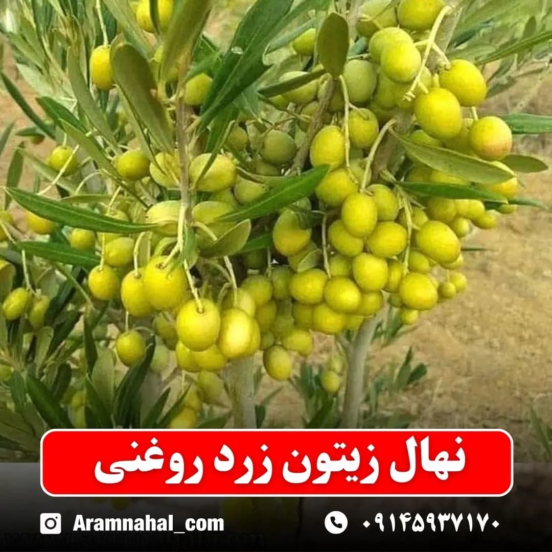 نهال زیتون زرد روغنی