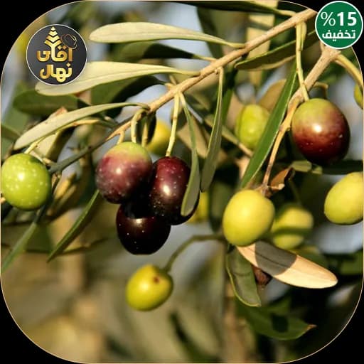 نهال زیتون الک ترکیه — تصویر ۳