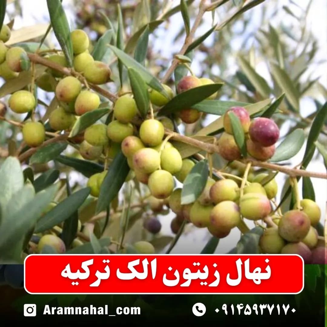 نهال زیتون الک ترکیه — تصویر ۲