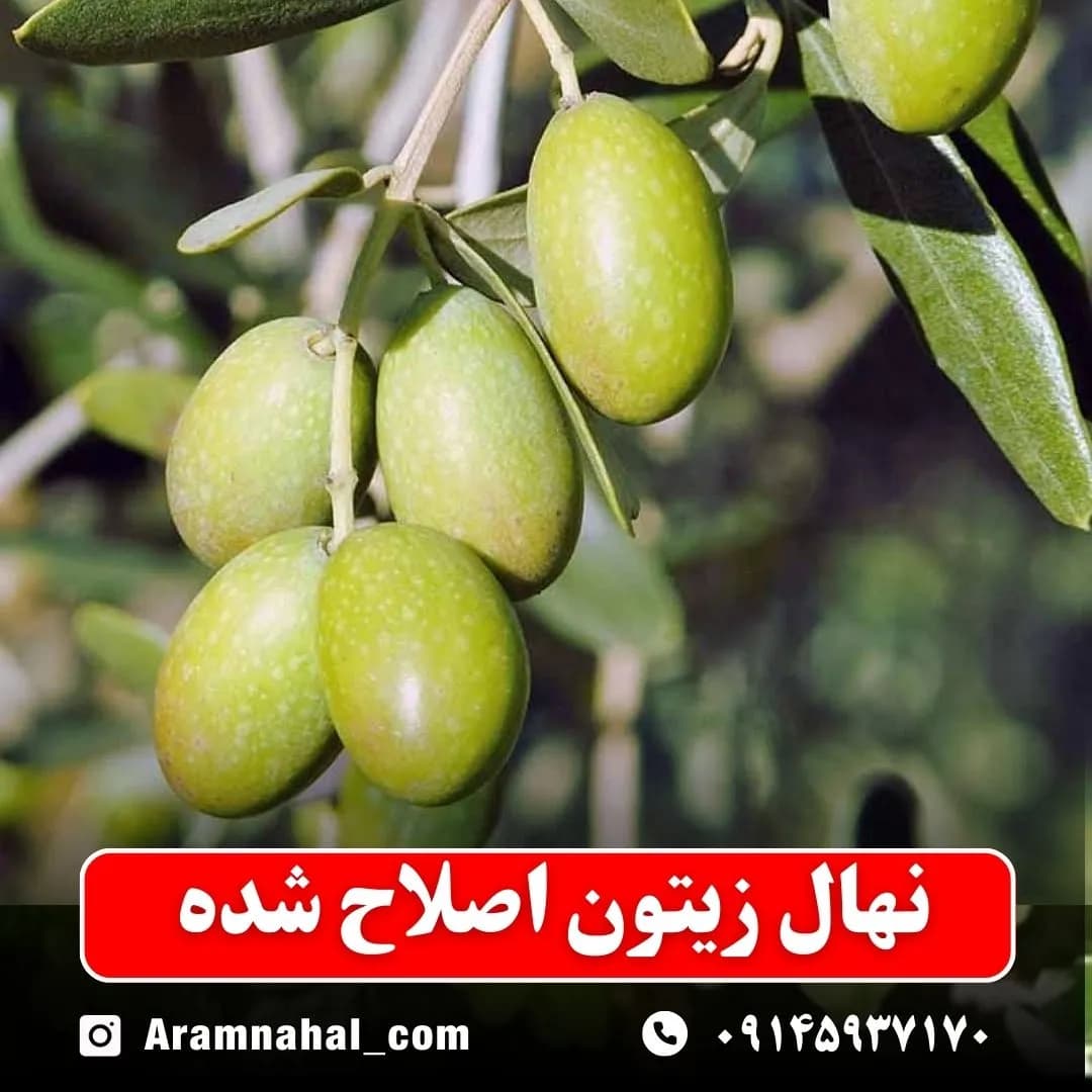 نهال زیتون اصلاح شده